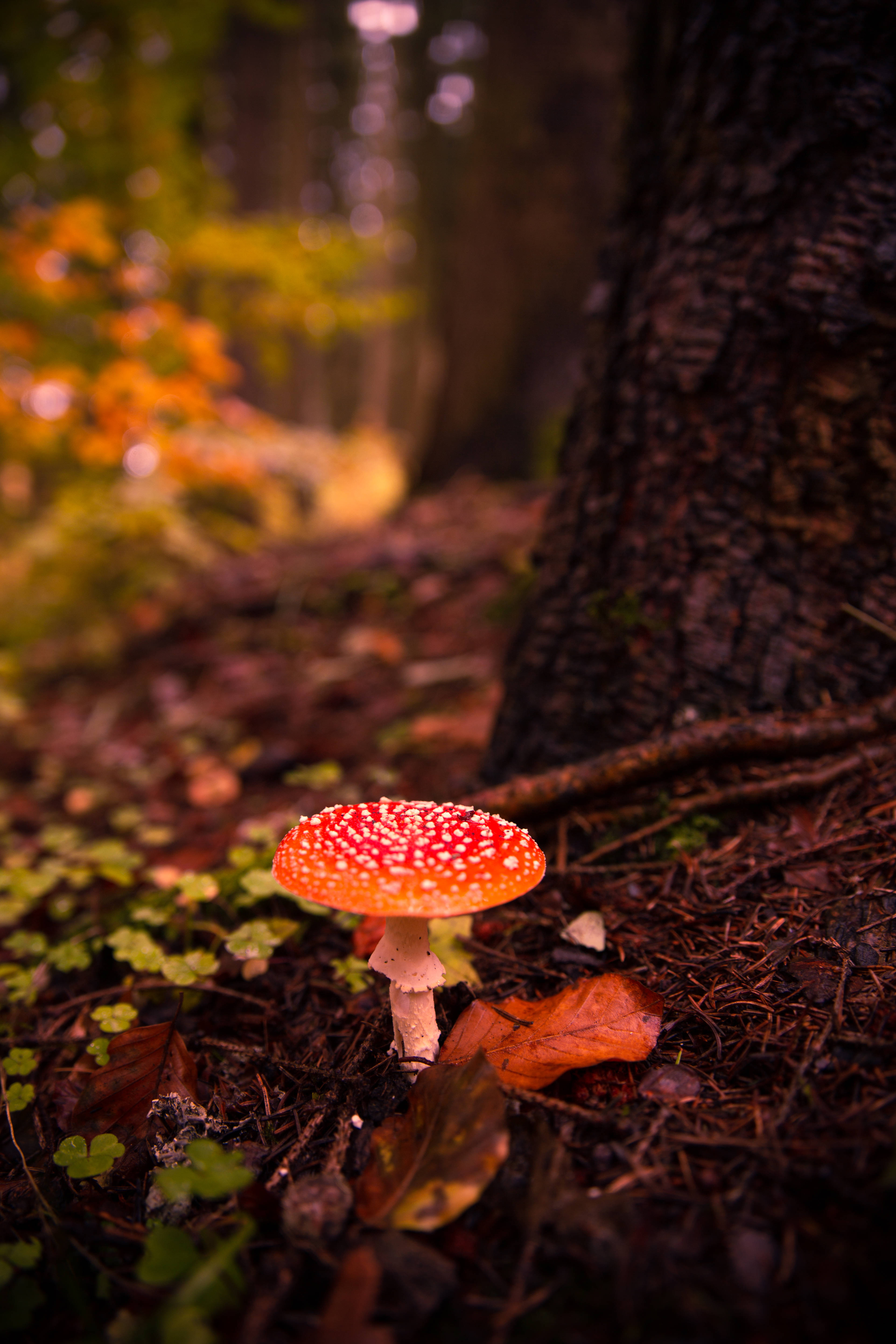 cute fly agaric mushroom, red fly agaric mushroom, white spots, 5K Phone Wallpaper