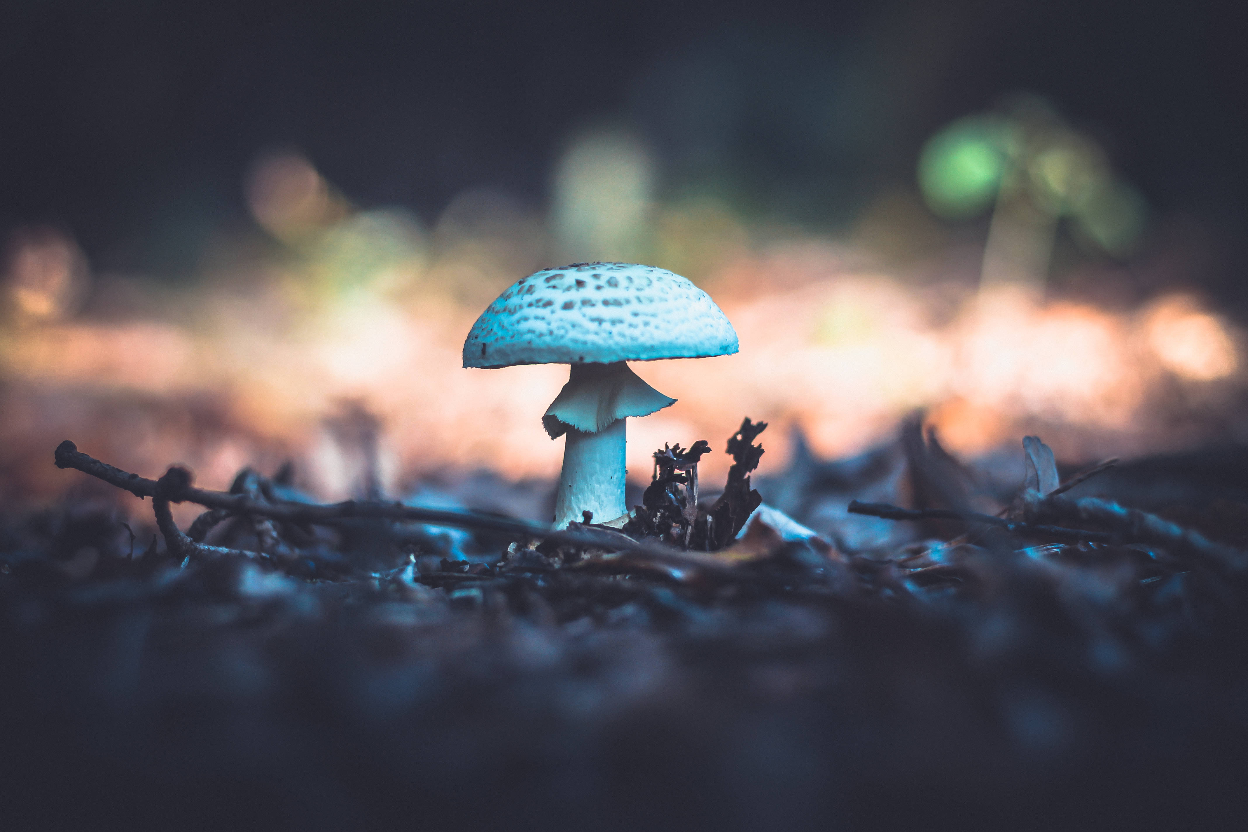 cute white mushroom, blue-spotted mushroom, dark forest floor, 4K Desktop Wallpaper