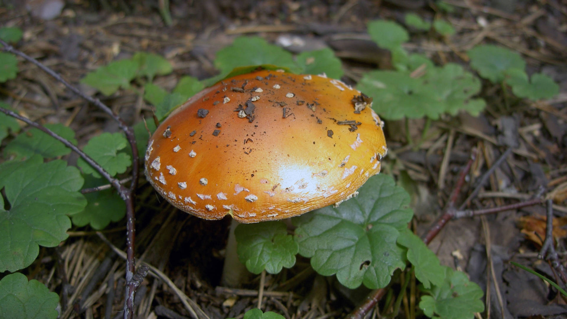 cute orange mushroom, white spots, green leaves, Full HD Desktop Wallpaper