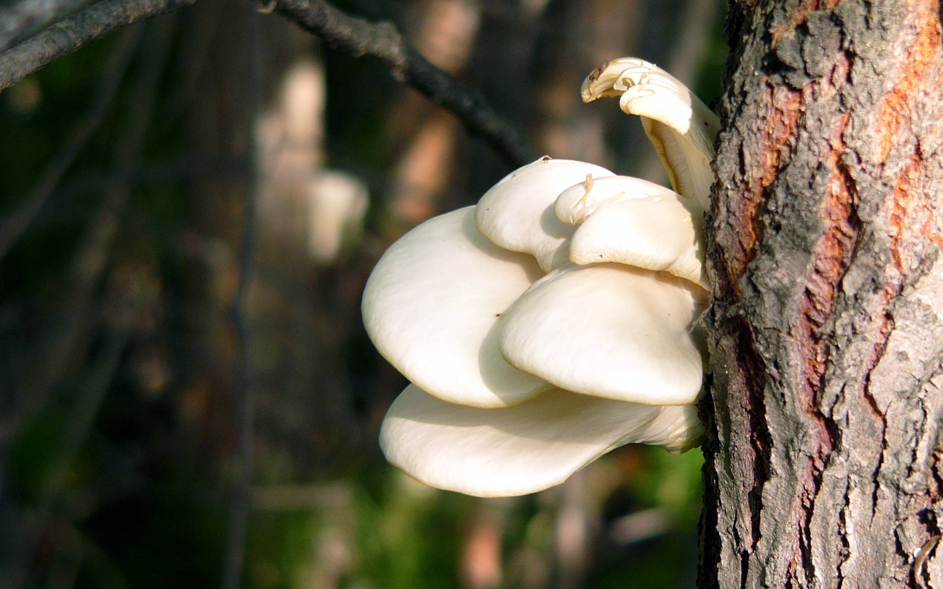 oyster mushroom, tree trunk, sunlit forest, Full HD Desktop Wallpaper