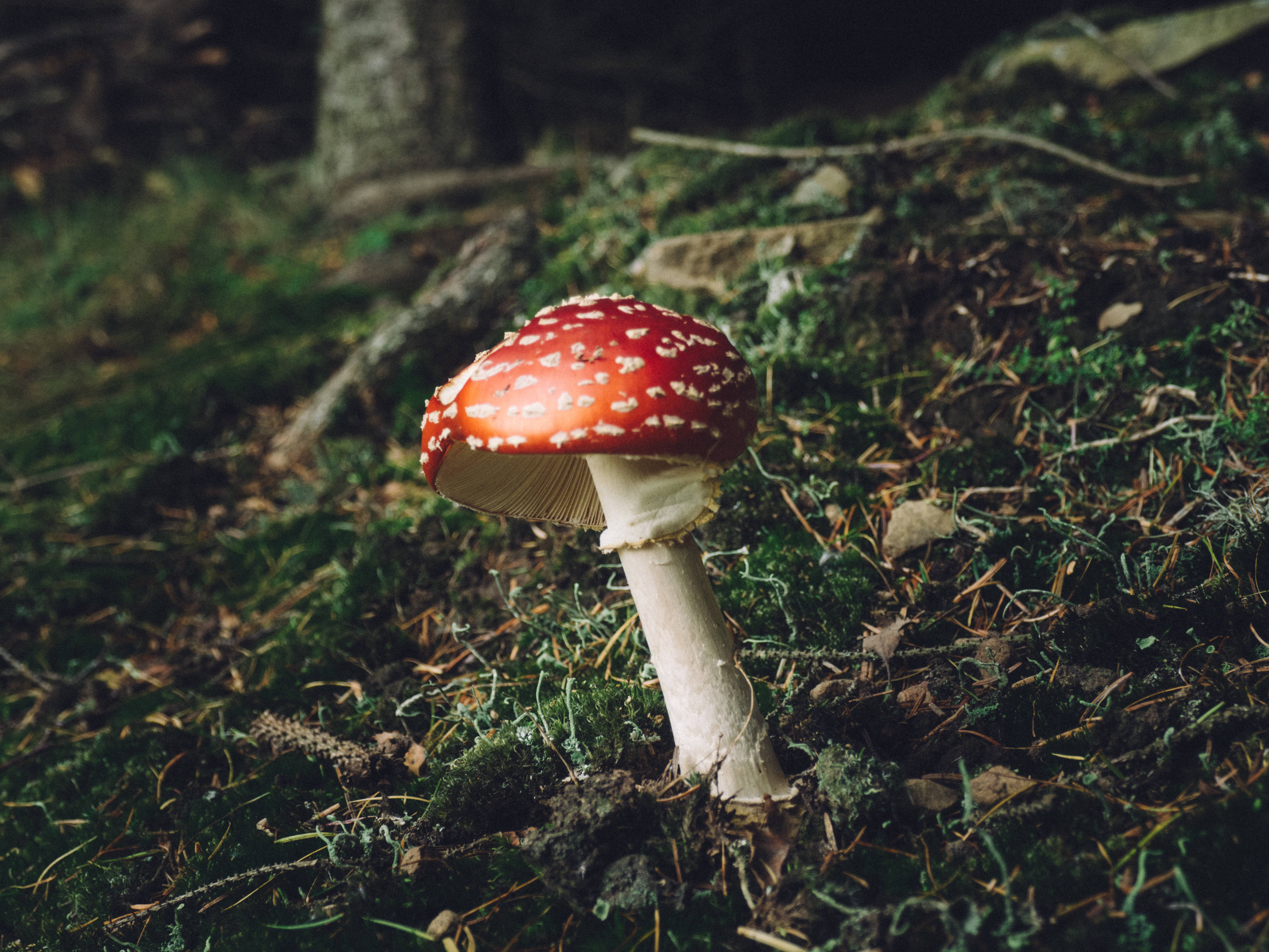 cute red mushroom, tall stalk, forest, 4K Desktop Wallpaper
