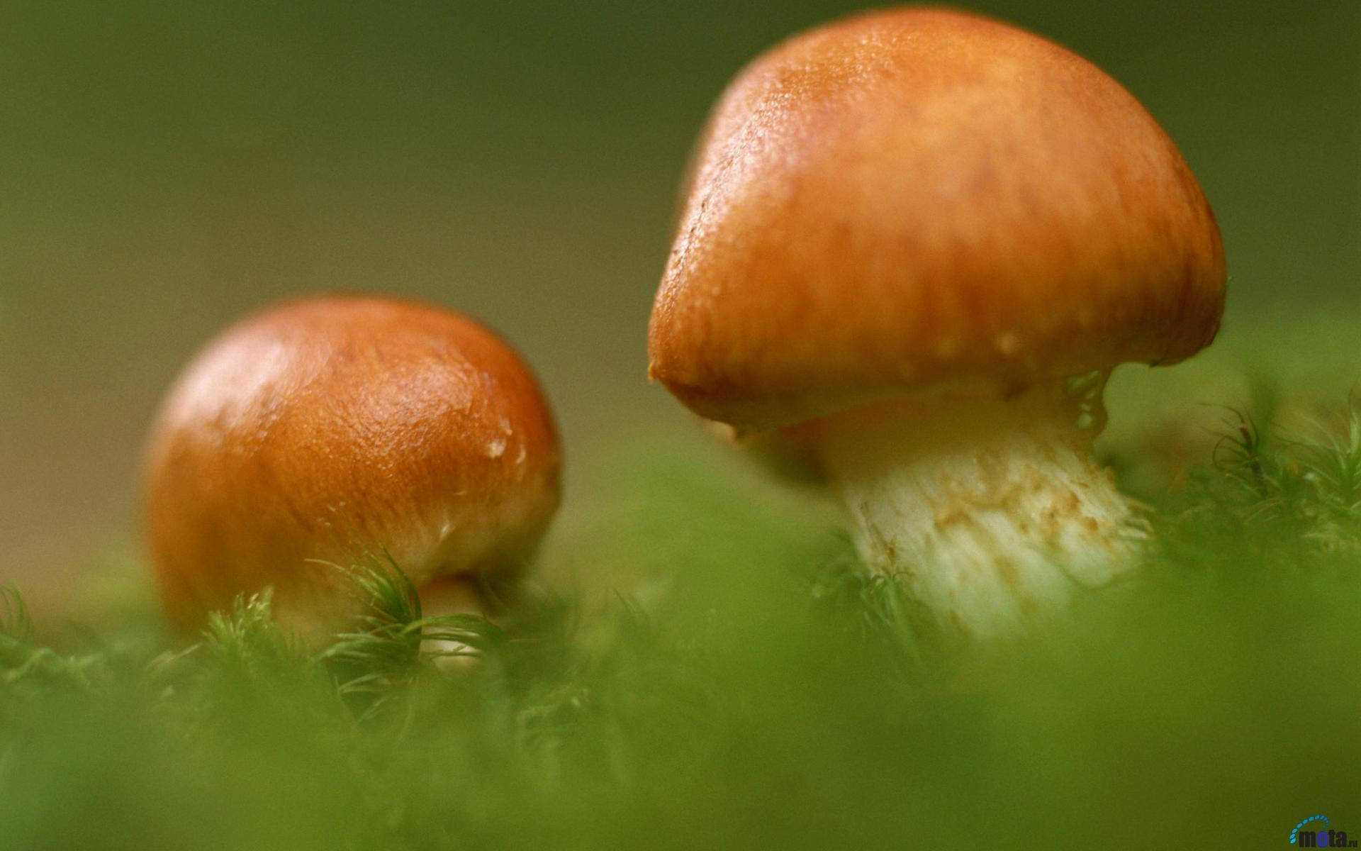 orange mushrooms, white stems, lush green moss, Full HD Desktop Wallpaper