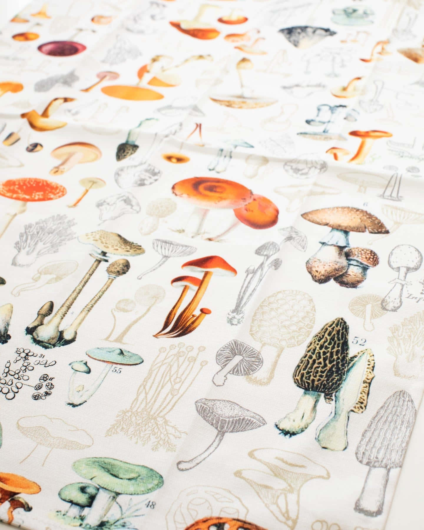 vintage cute mushroom printed tea towel, botanical illustration pattern, colorful and monochrome mushrooms, HD Phone Wallpaper
