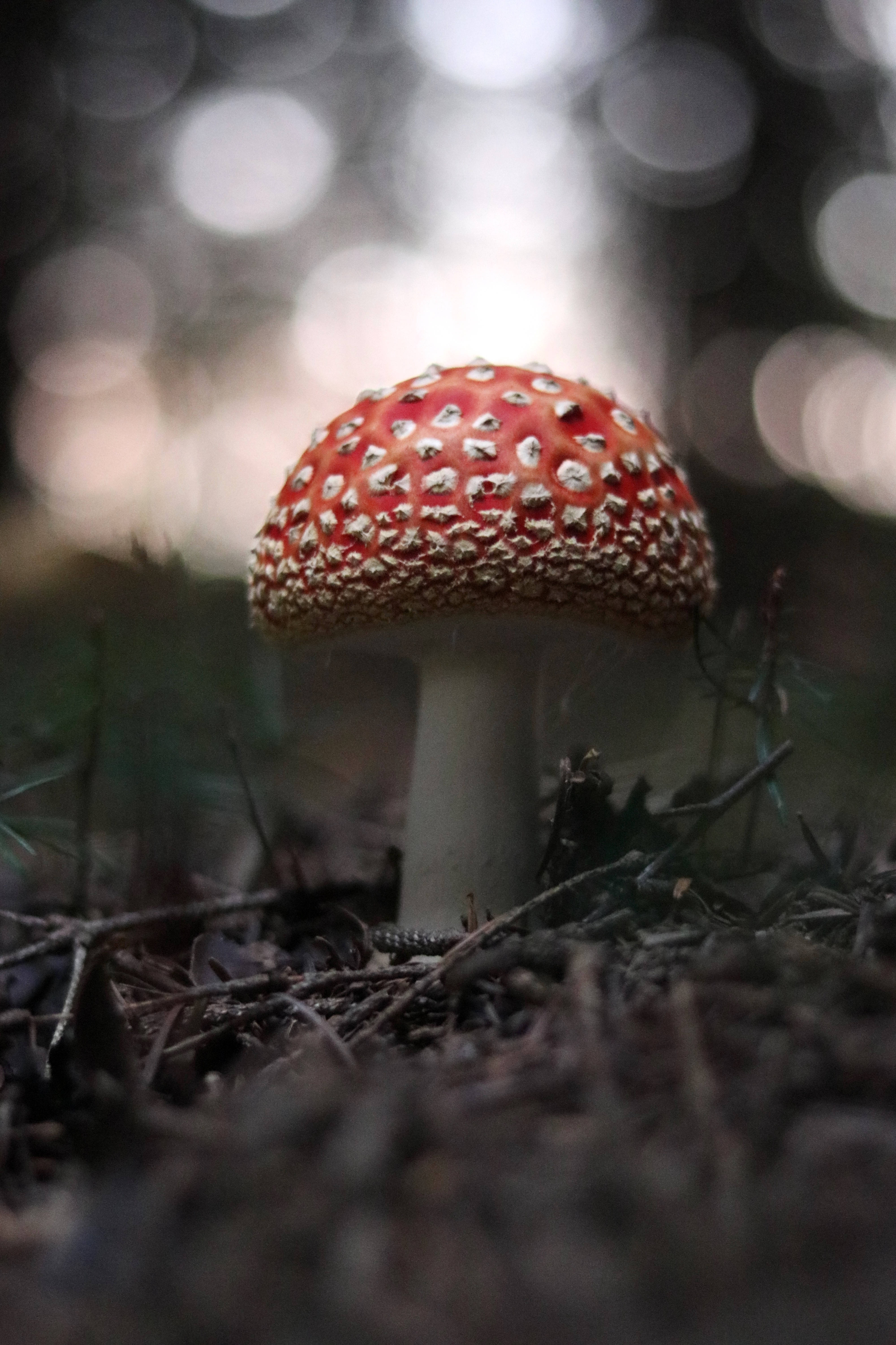 red fly agaric mushroom, white spots, dim forest floor, 5K Phone Wallpaper