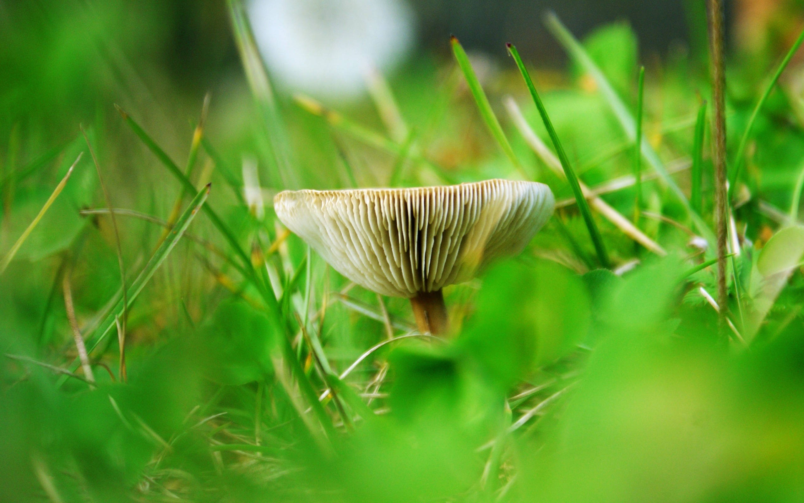 cute wavy mushroom, grass, vibrant green grass, 2K Desktop Wallpaper