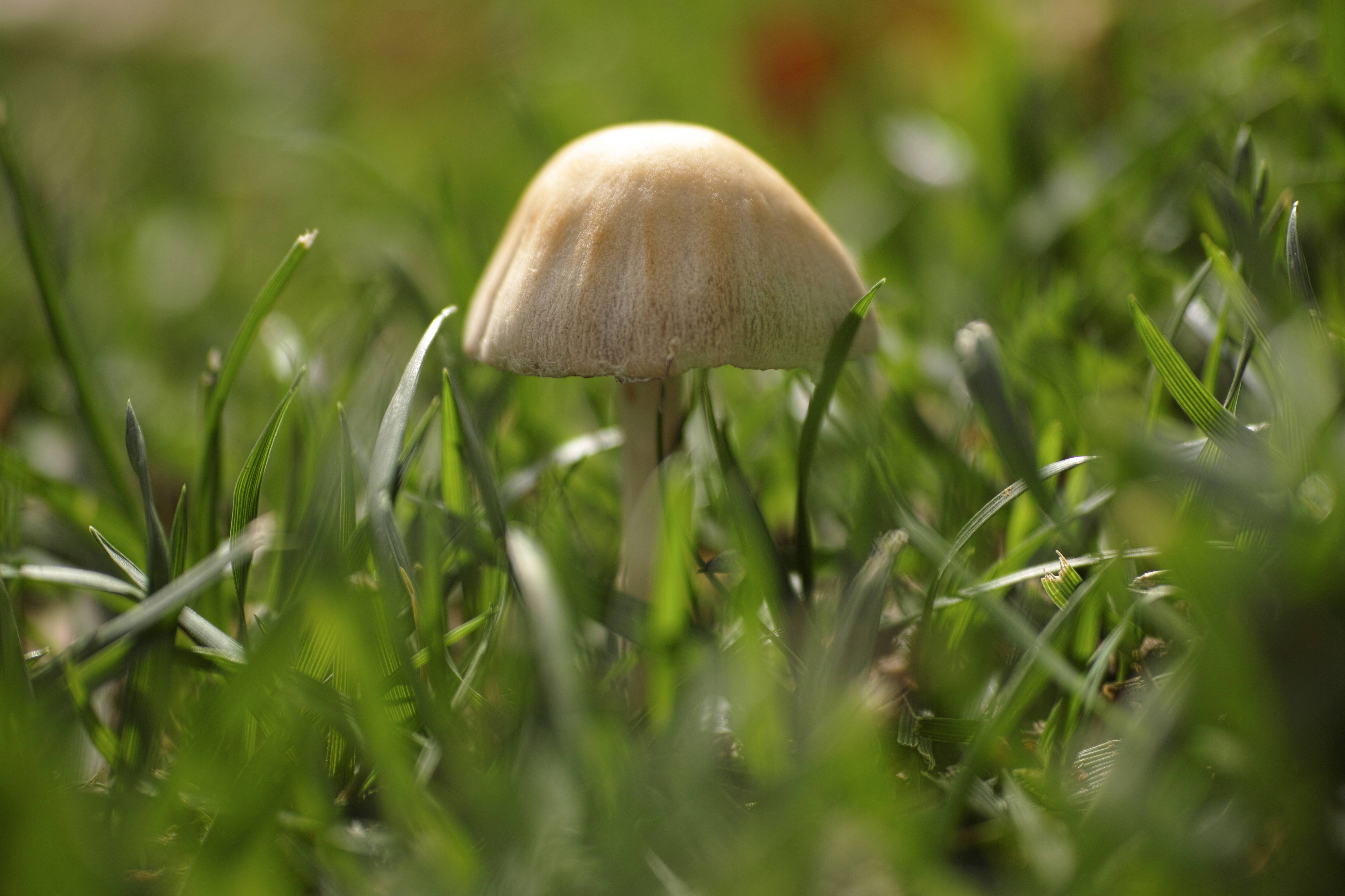 cute brown mushroom, vibrant green grass, sunlit meadow, 4K Desktop Wallpaper