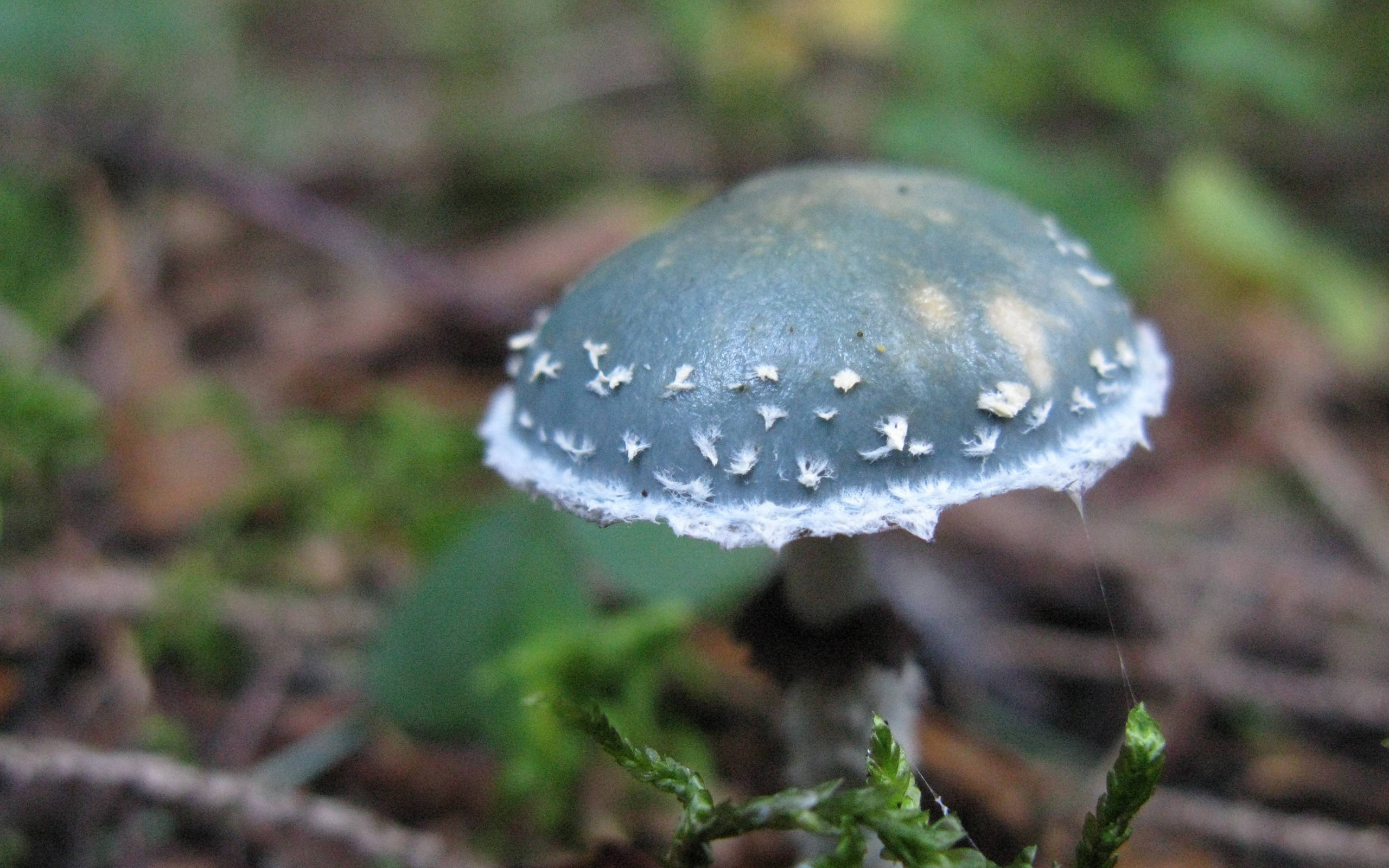 cute green mushroom, blue-green mushroom, white speckles, 2K Desktop Wallpaper