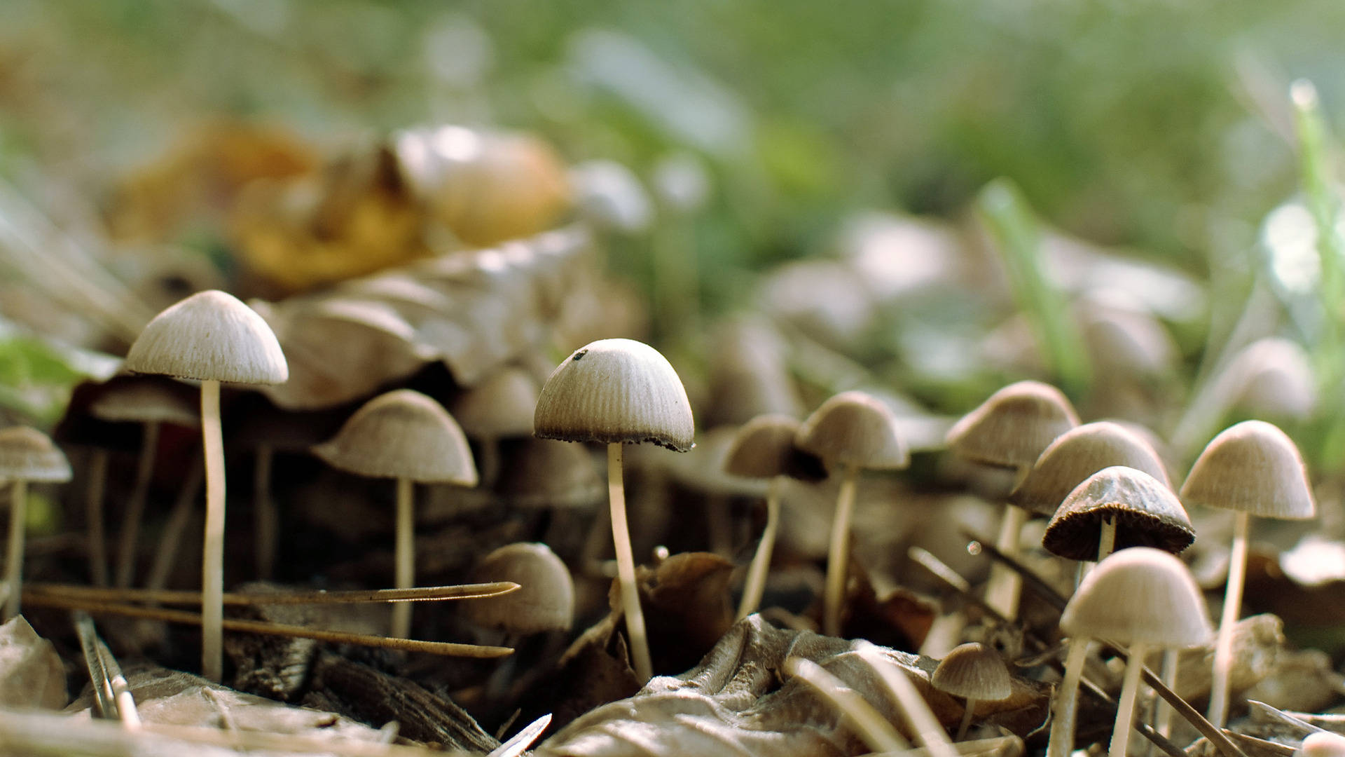 cluster of cute mushrooms, pale caps, slender stems, Full HD Desktop Wallpaper
