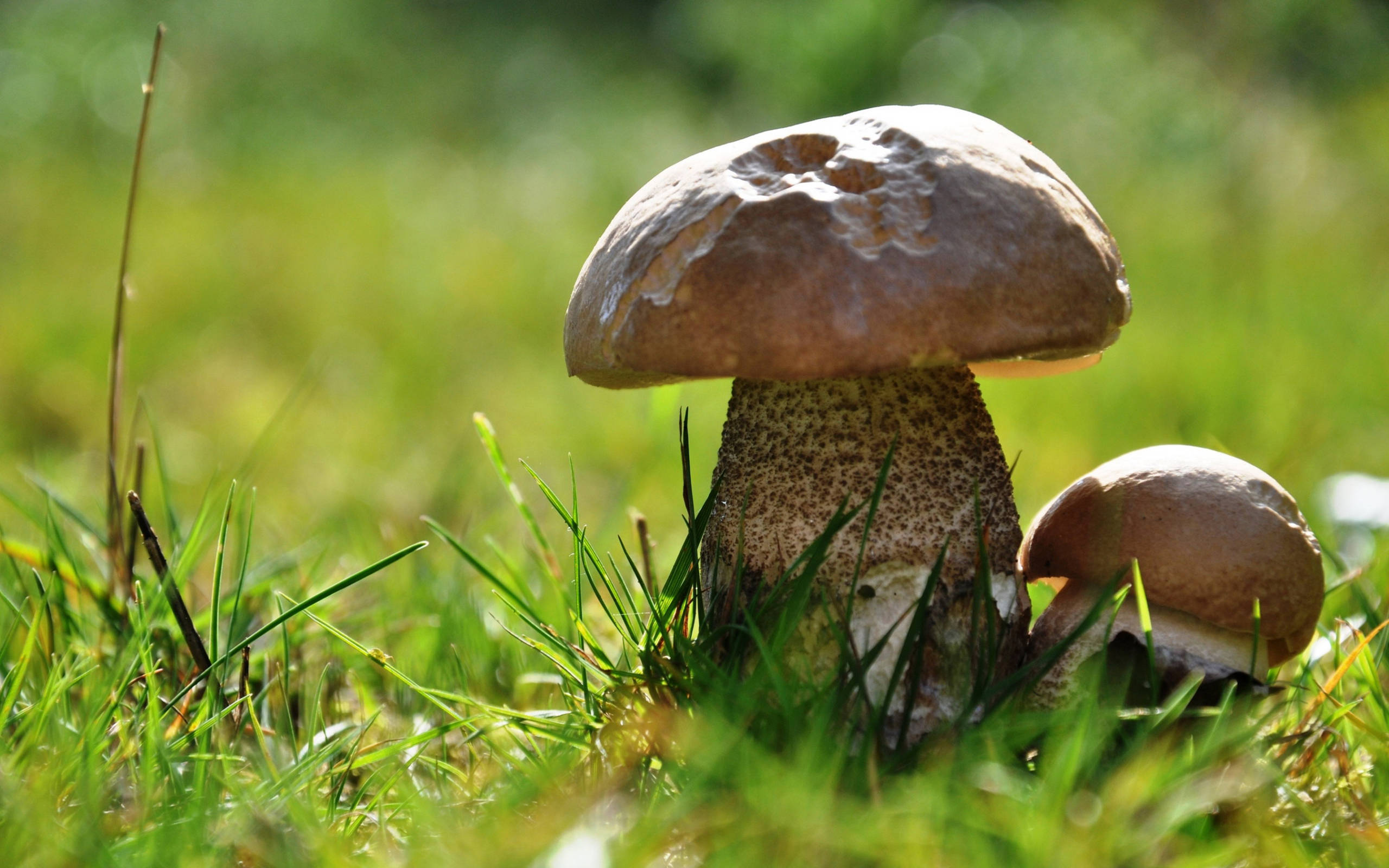 cute mushrooms, different sizes, grass, 2K Desktop Wallpaper