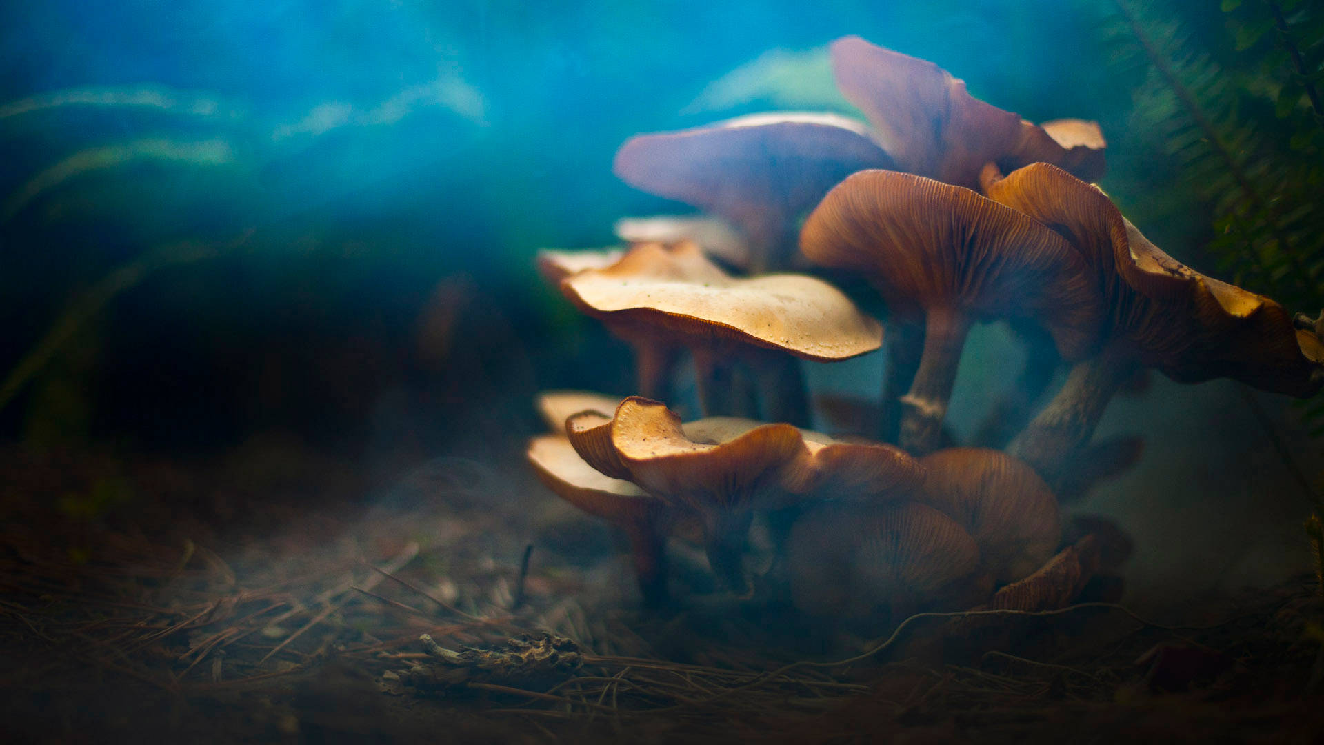 cute wavy mushrooms, glowing orange mushrooms, misty forest floor, Full HD Desktop Wallpaper