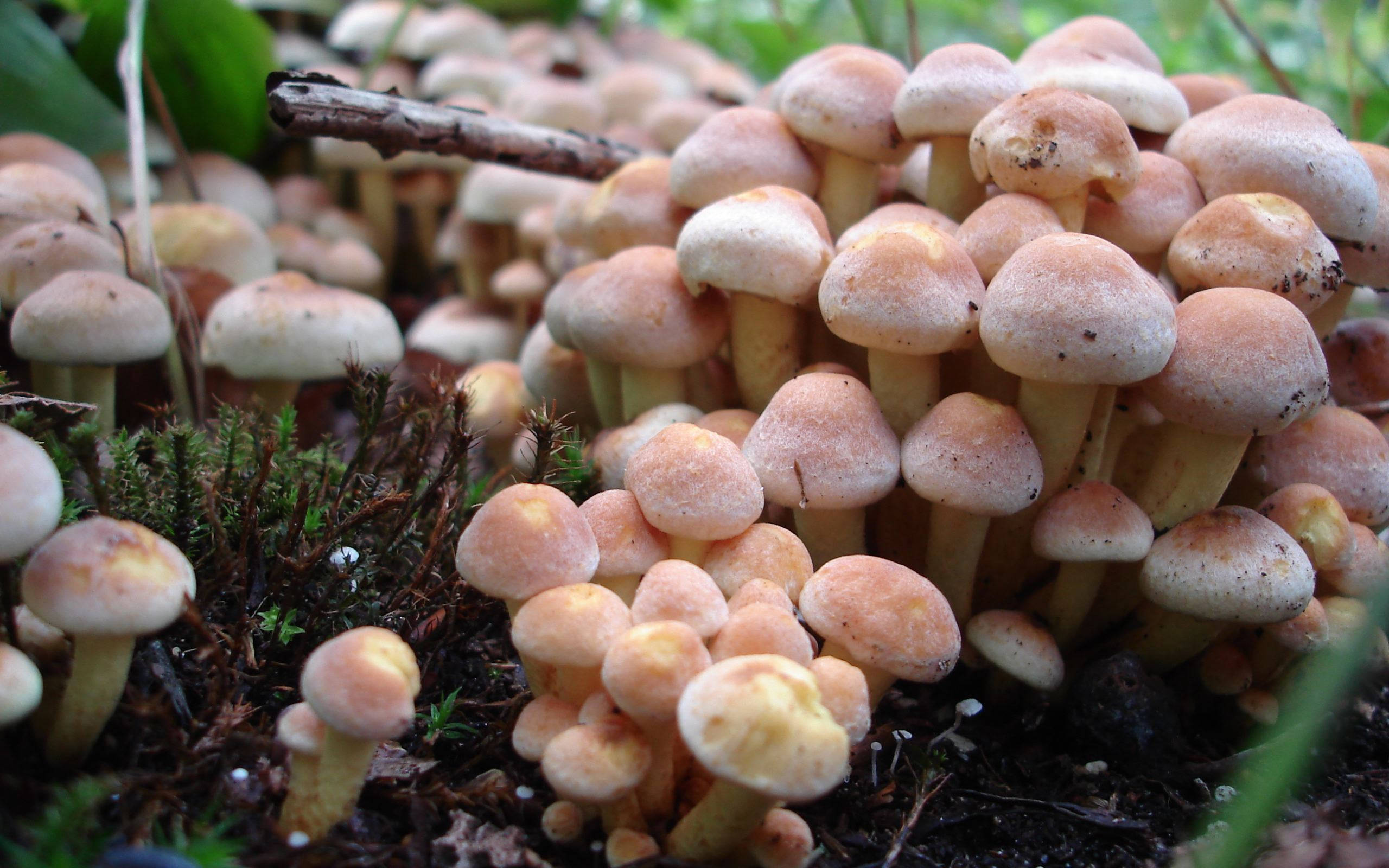 pale orange mushrooms, mossy forest floor, green foliage, 2K Desktop Wallpaper