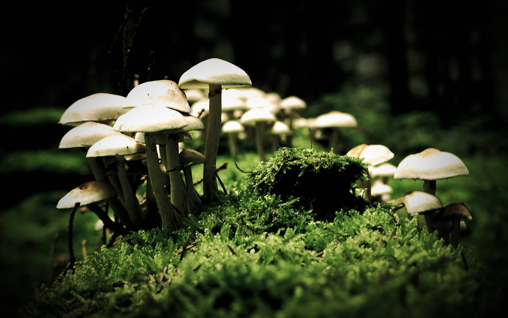 cute white mushrooms, different heights, grass, HD Desktop Wallpaper