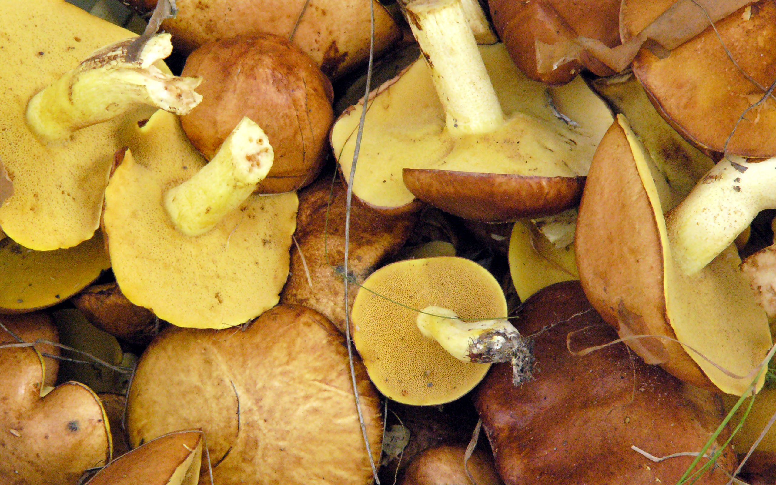 cute brown mushrooms, yellow caps, brown stems, 2K Desktop Wallpaper