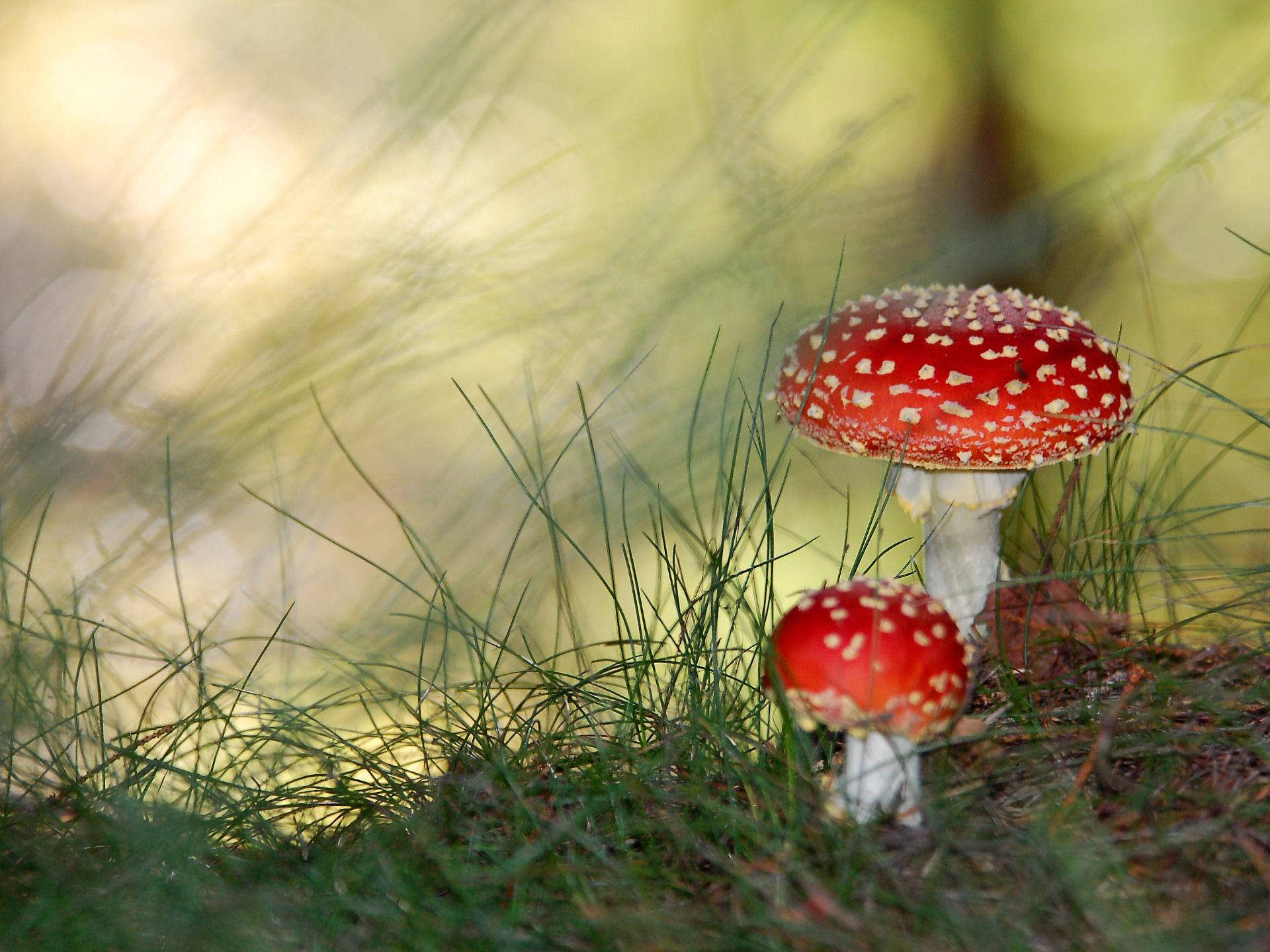 fly agaric mushrooms, vibrant red, white spots, Full HD Desktop Wallpaper