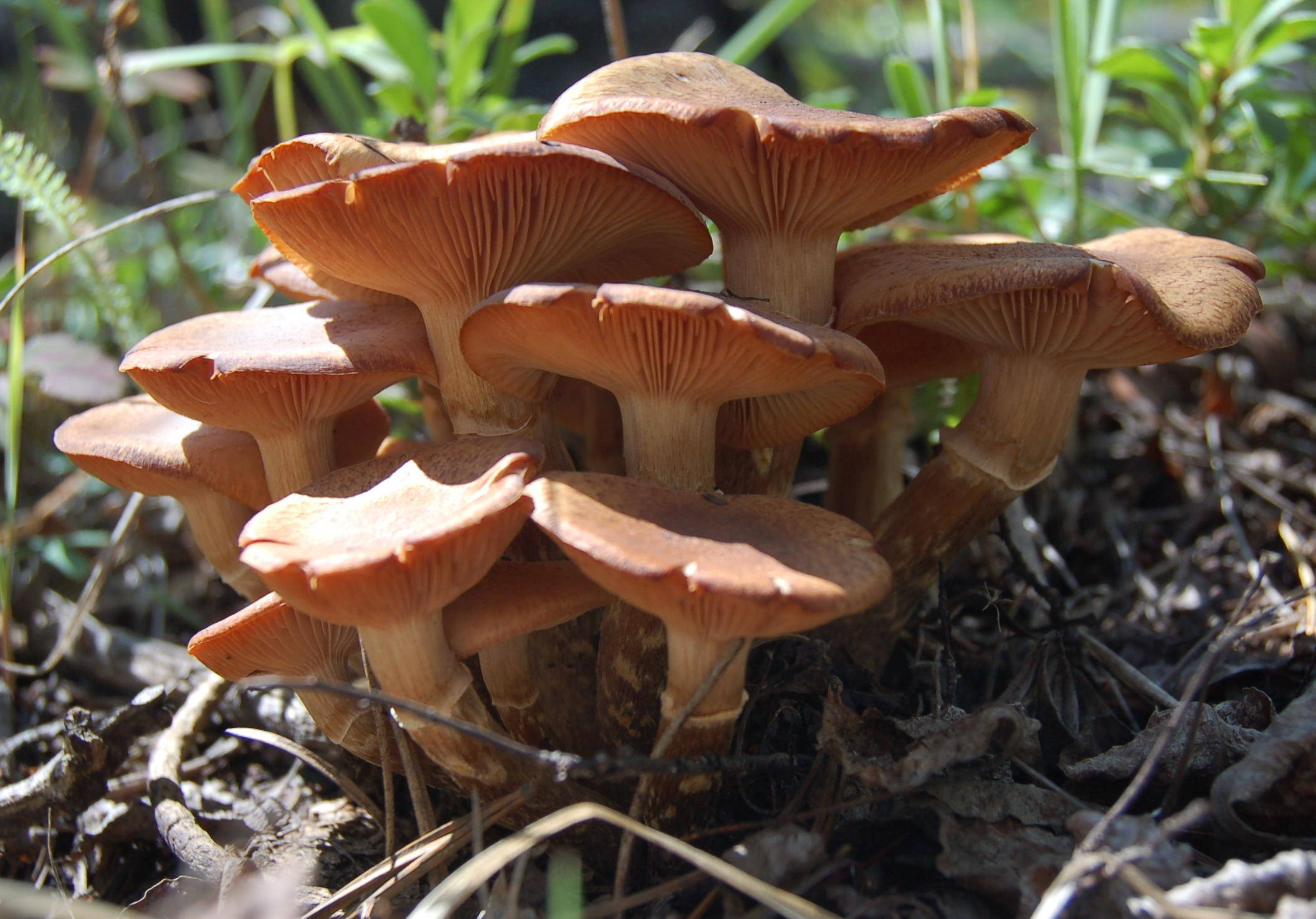 orange-brown mushrooms, gills, dry leaves, Full HD Desktop Wallpaper