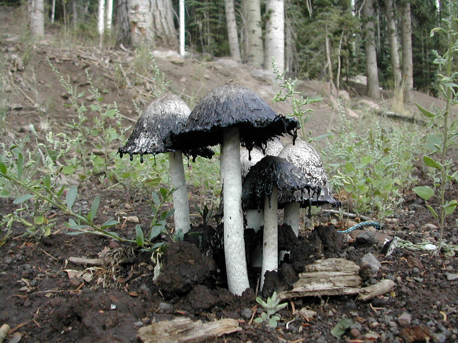 black and white mushrooms, forest clearing, green weeds, HD Desktop Wallpaper