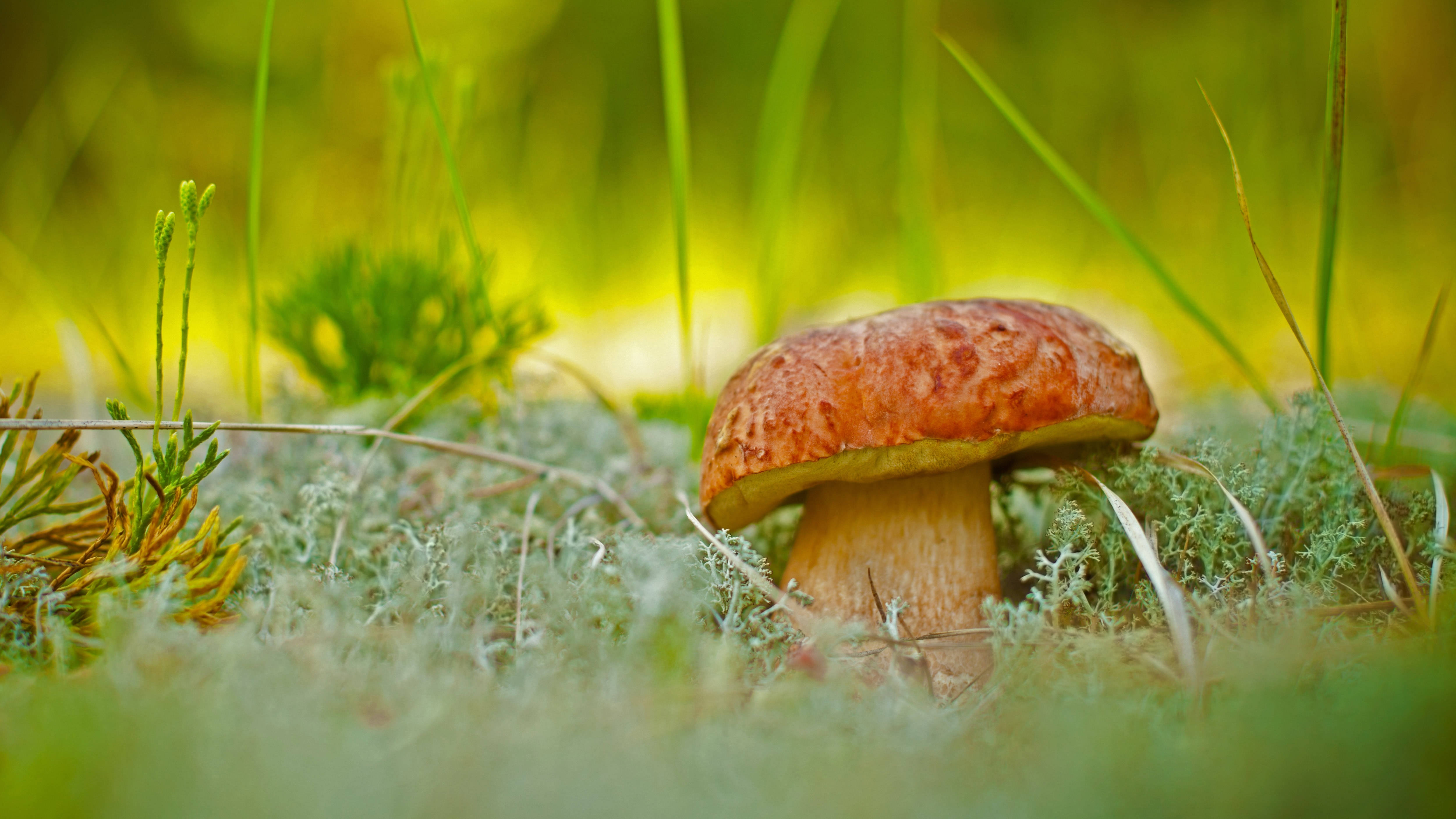 penny bun mushroom, orange, mossy ground, 4K Desktop Wallpaper