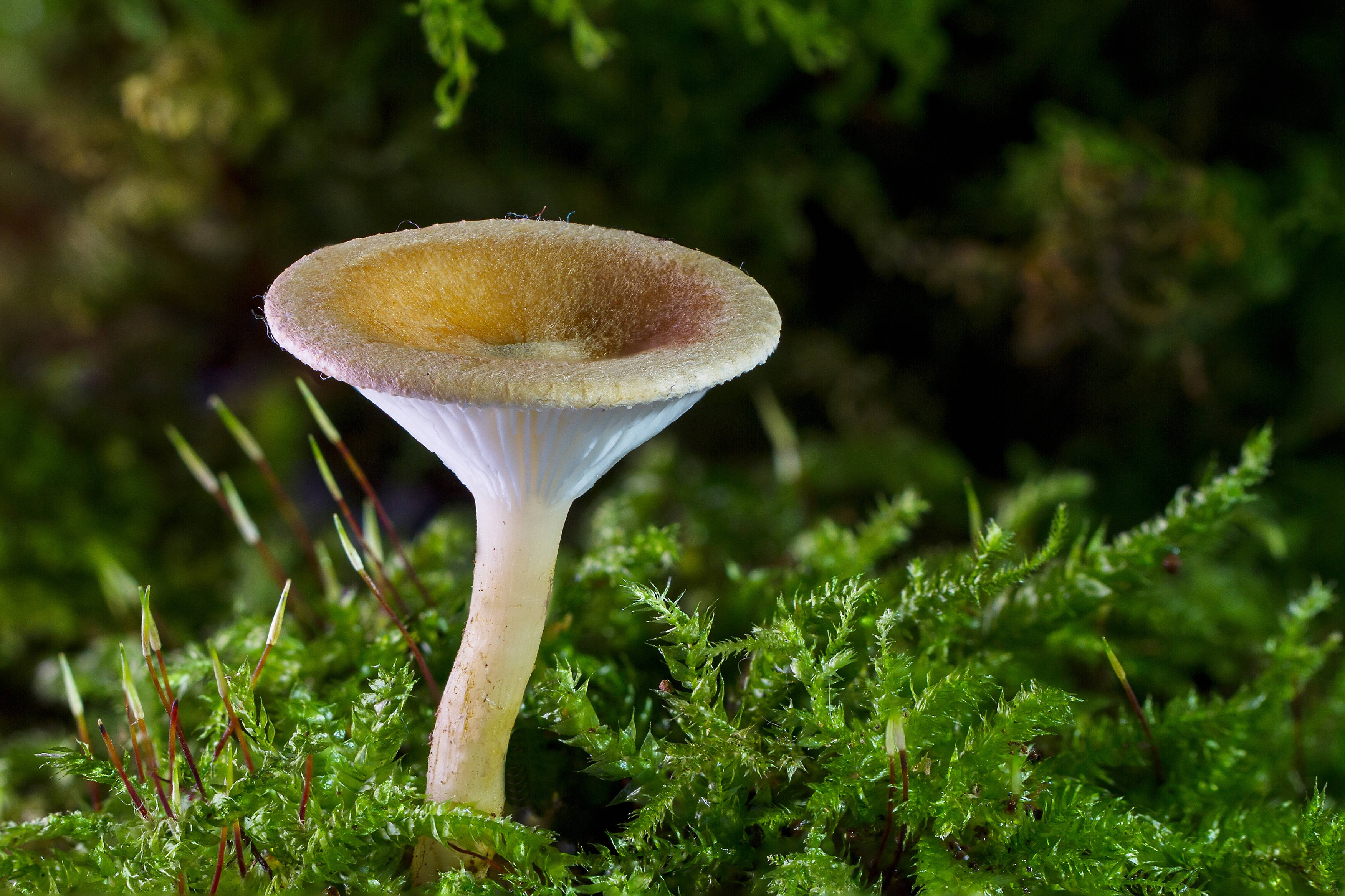 cute tall mushroom, pinkish cap, white gills, 2K Desktop Wallpaper