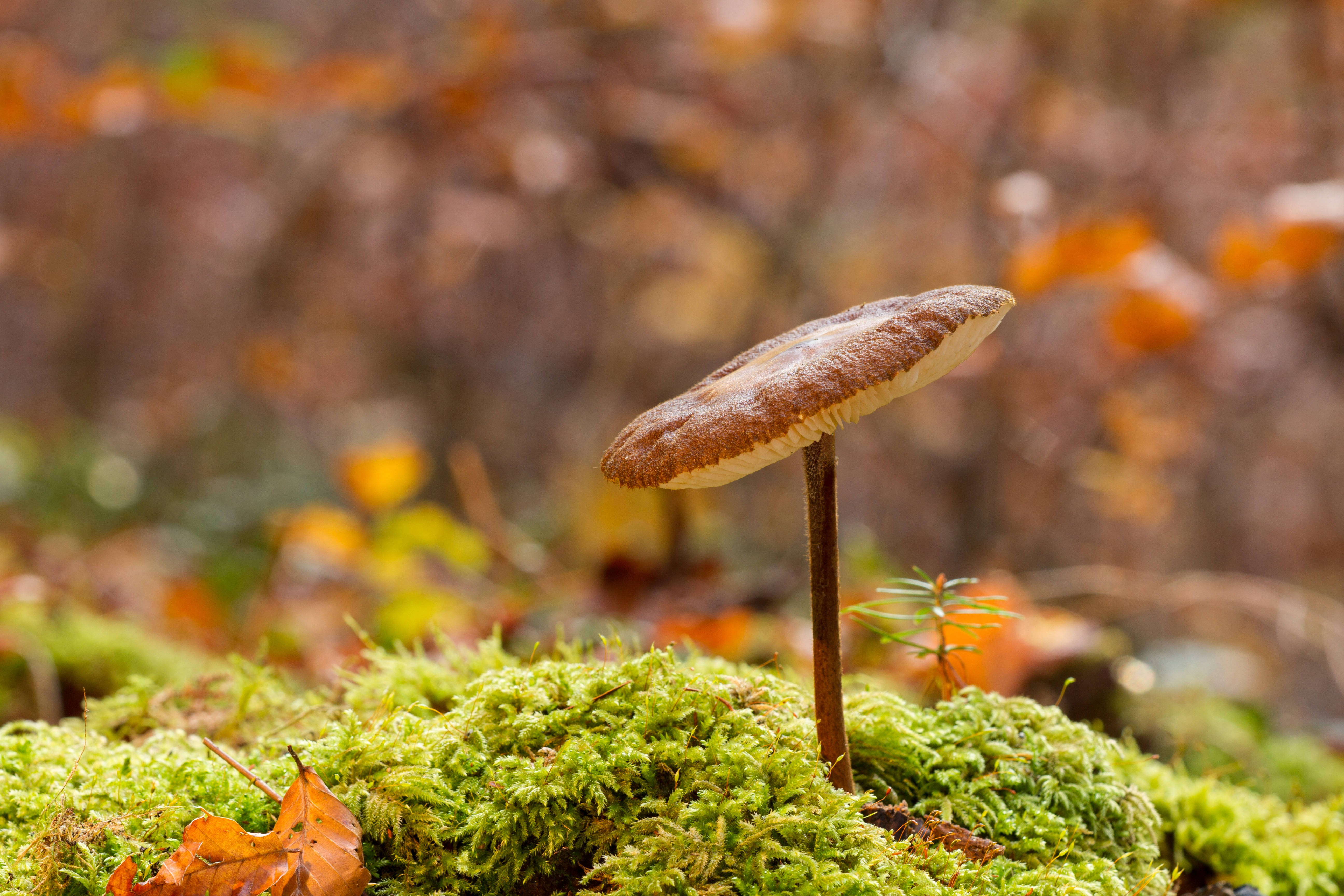 cute mushroom, tilted cap, moss, 5K Desktop Wallpaper