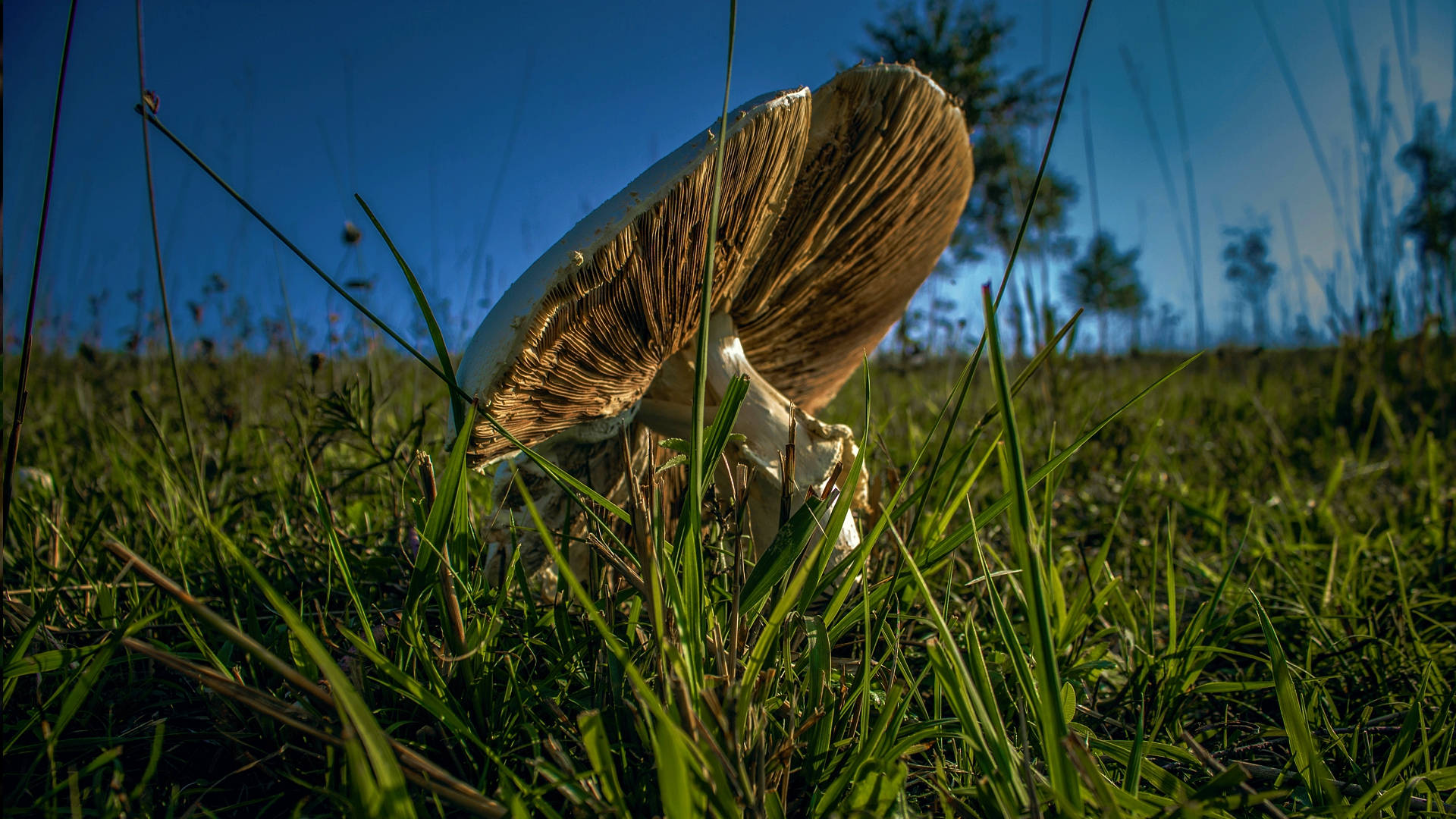 cute brown mushroom, white cap, brown gills, Full HD Desktop Wallpaper
