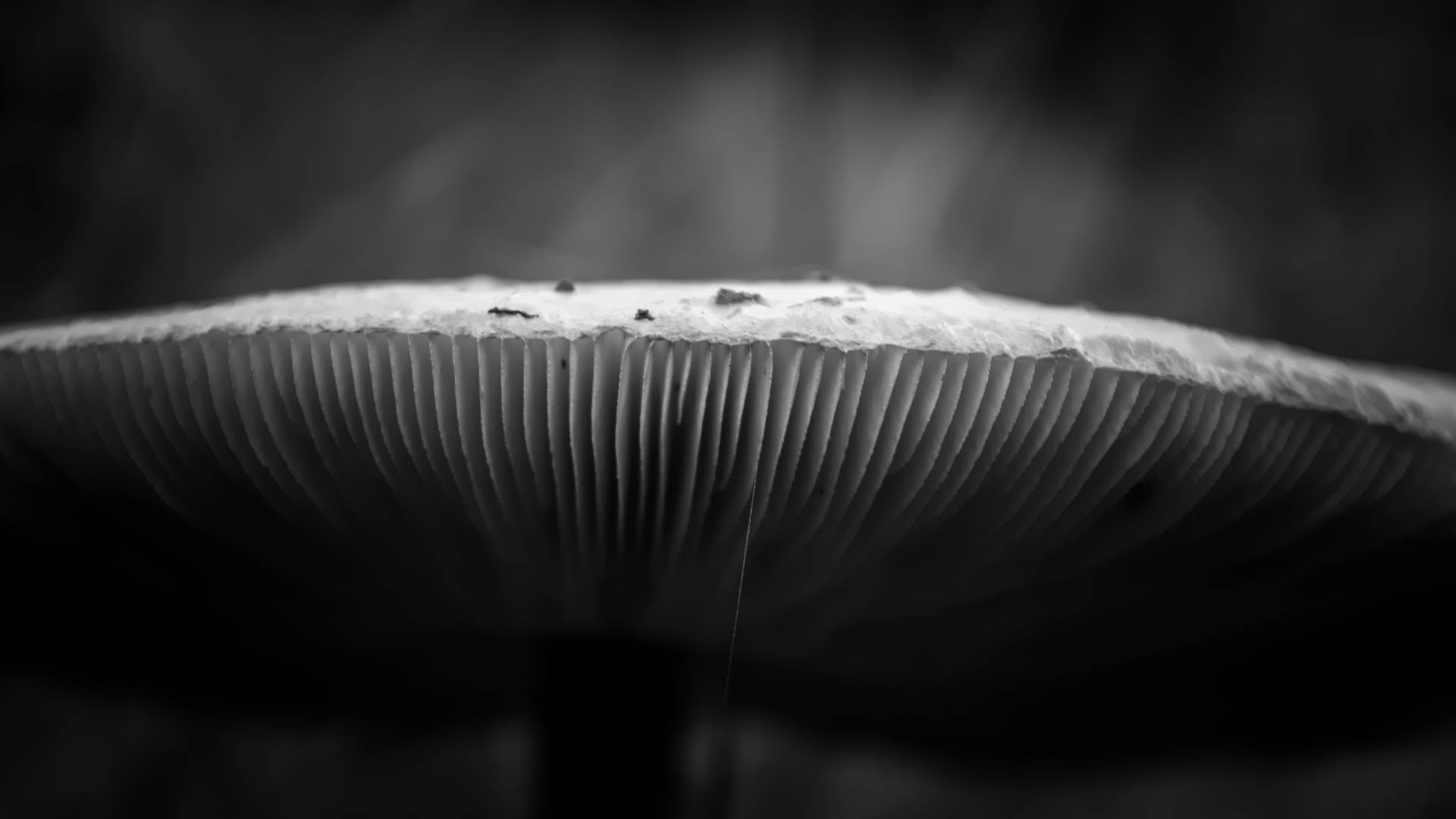 cute mushroom, gills, forest floor, Full HD Desktop Wallpaper