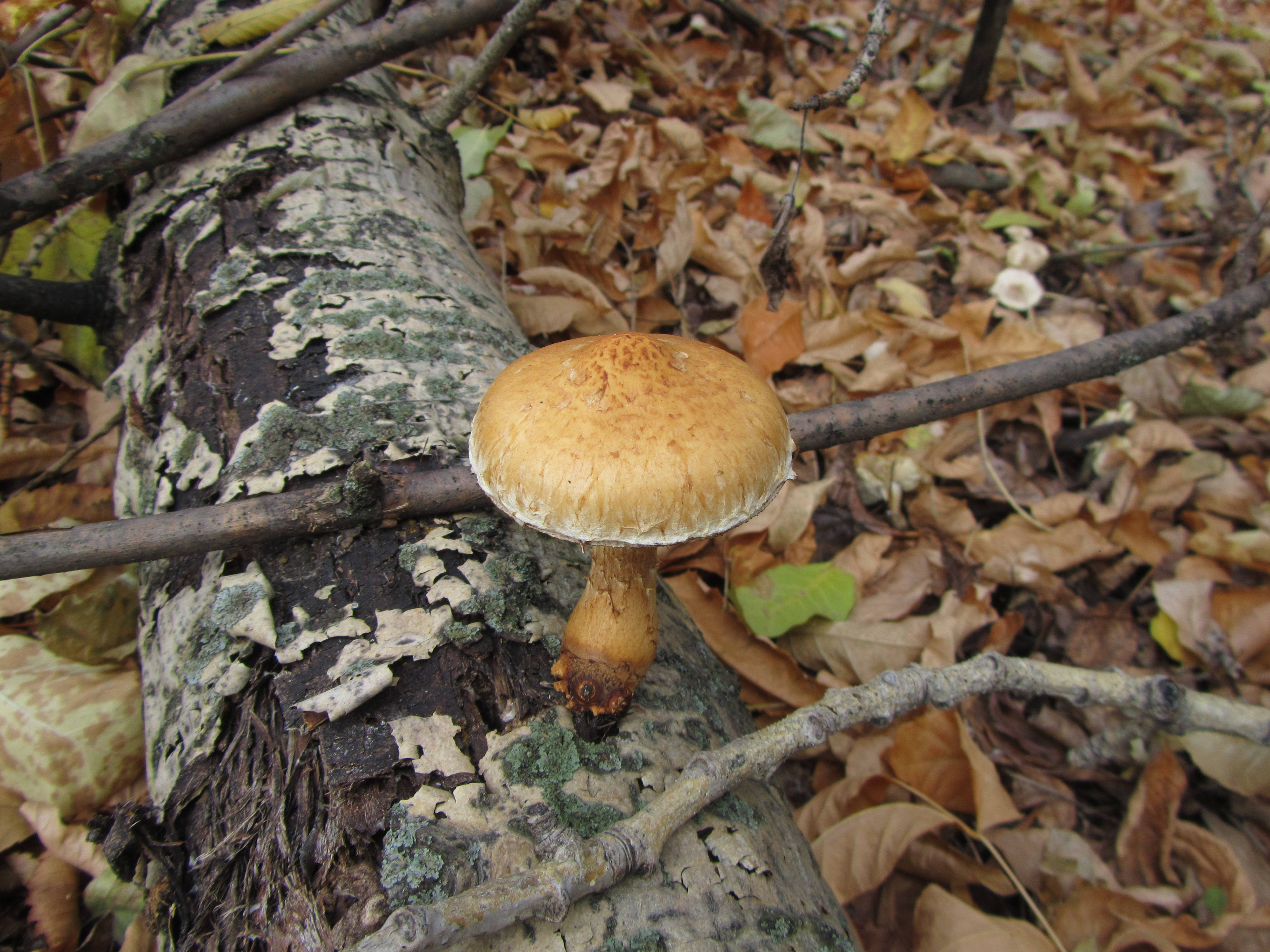 cute brown mushroom, tree root, mossy log, 4K Desktop Wallpaper