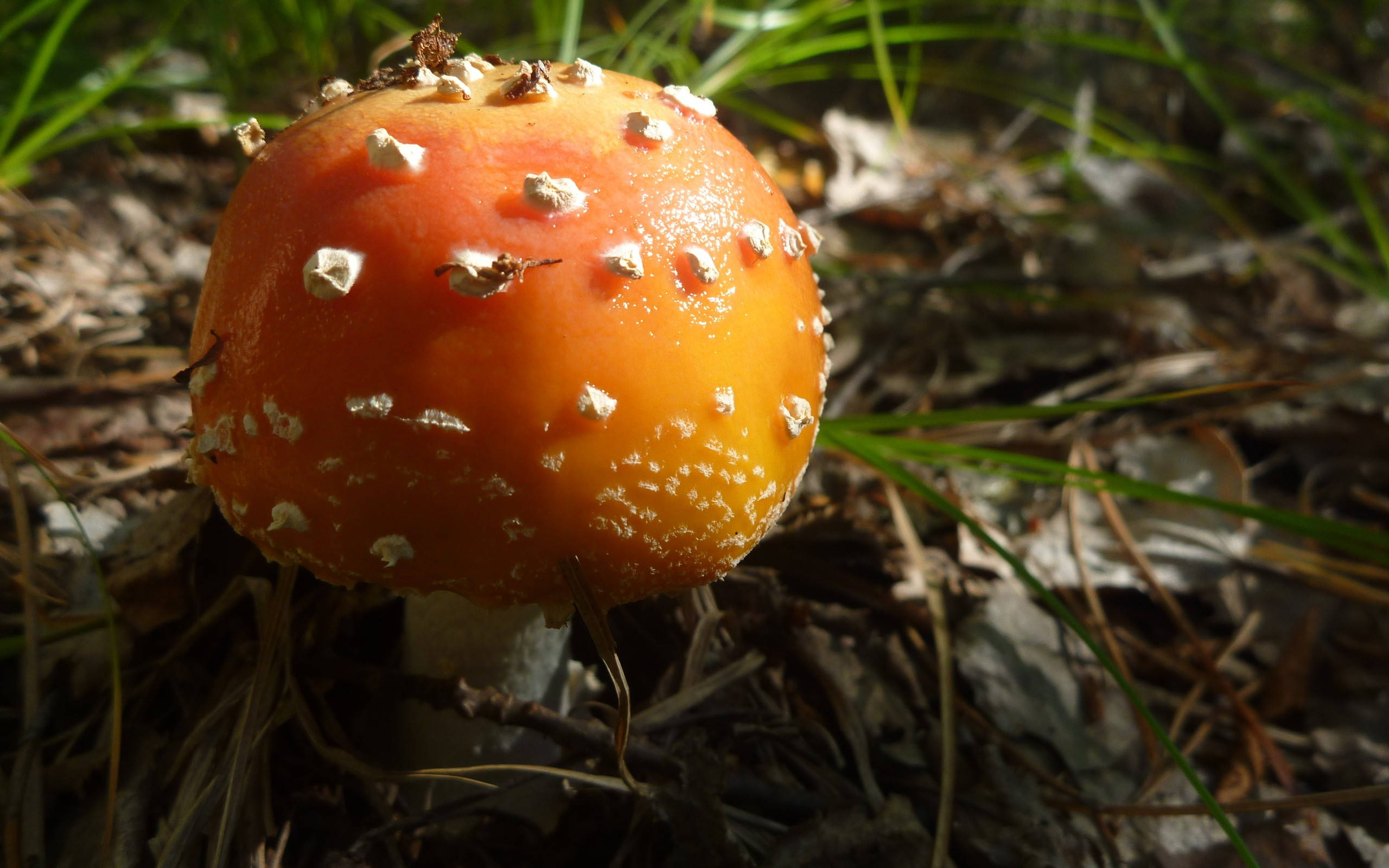 cute red mushroom, fat cap, vibrant orange, 2K Desktop Wallpaper