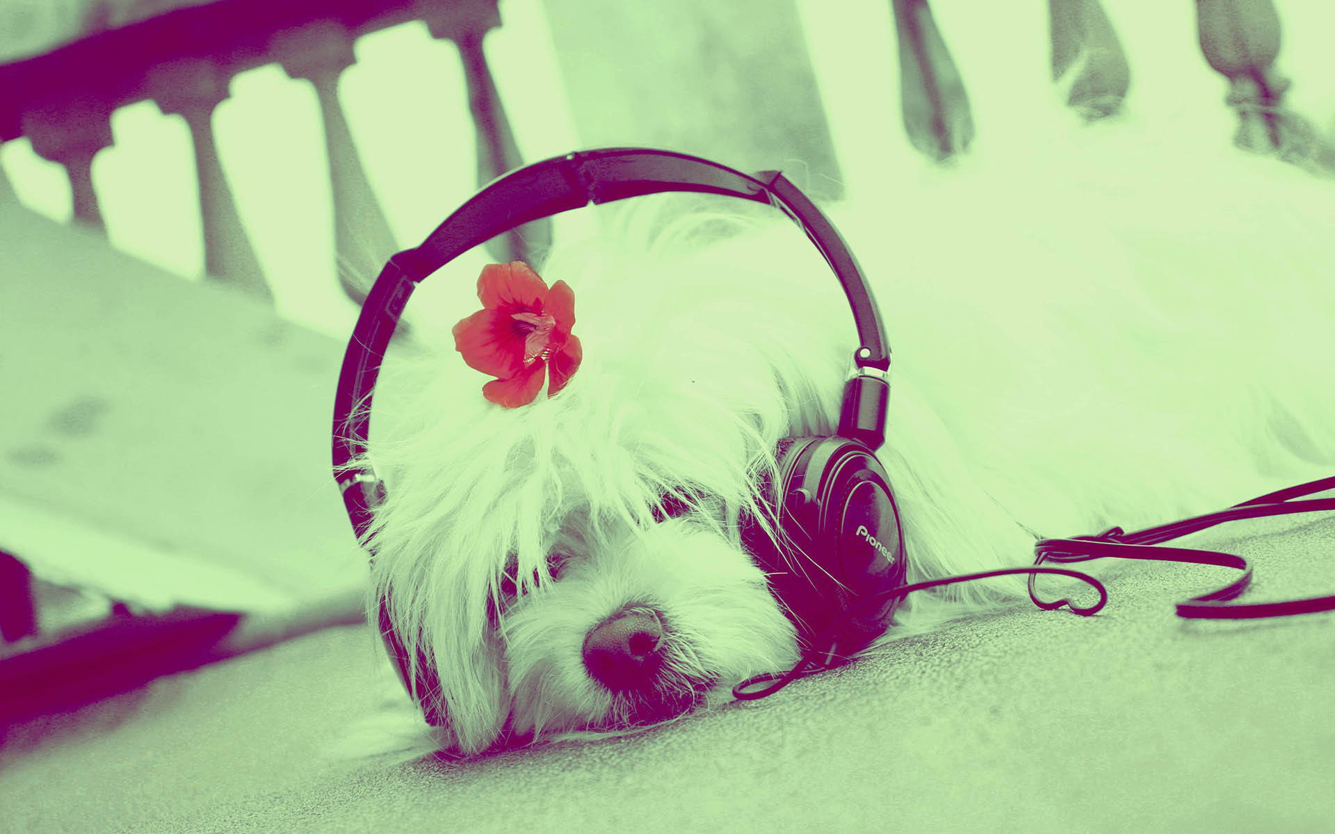 Cute Music Dog With Headphones, fluffy white dog, headphones, Full HD Desktop Wallpaper