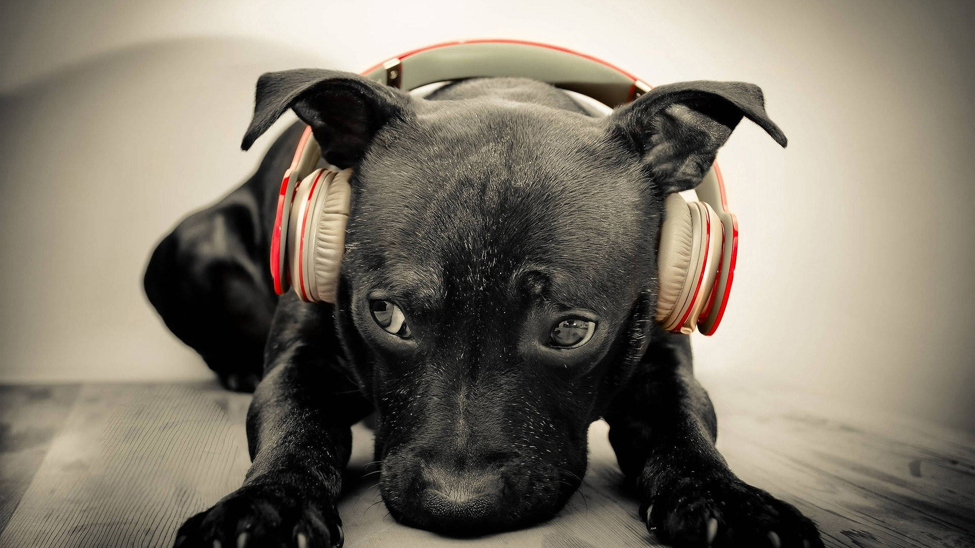 Cute Music, black bull terrier dog, red and white headphones, Full HD Desktop Wallpaper