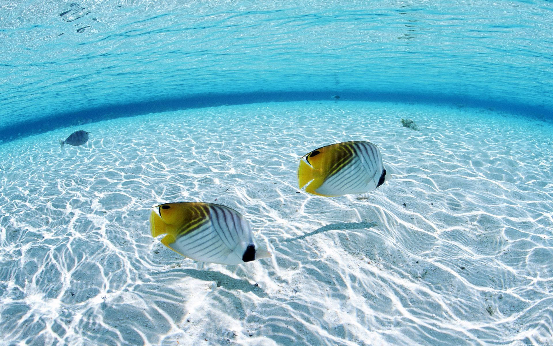 butterflyfish, turquoise waters, white sandy ocean floor, Full HD Desktop Wallpaper
