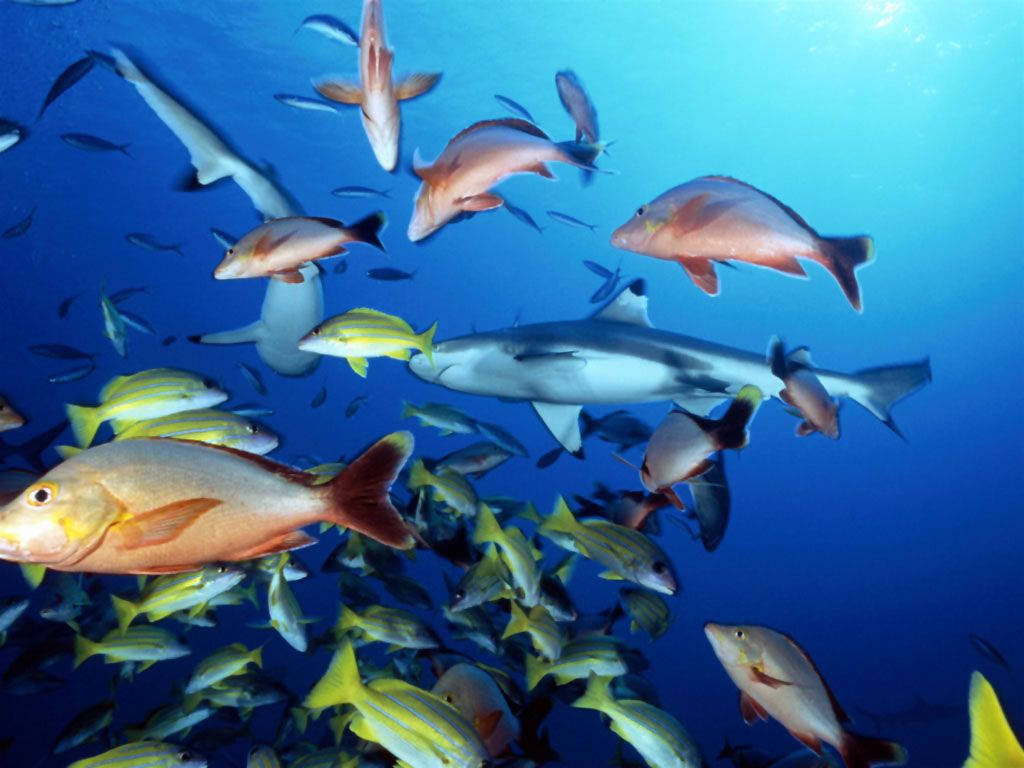 tropical fish, reef shark, clear blue ocean waters, SD Desktop Wallpaper