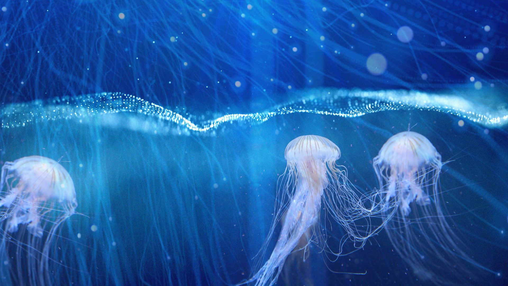 cute jellyfish, ocean, deep blue water, Full HD Desktop Wallpaper