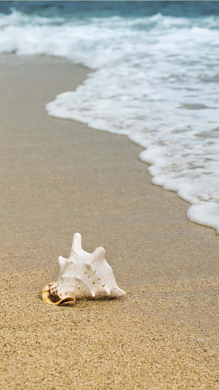 white seashell, golden sand, ocean waves, HD Phone Wallpaper