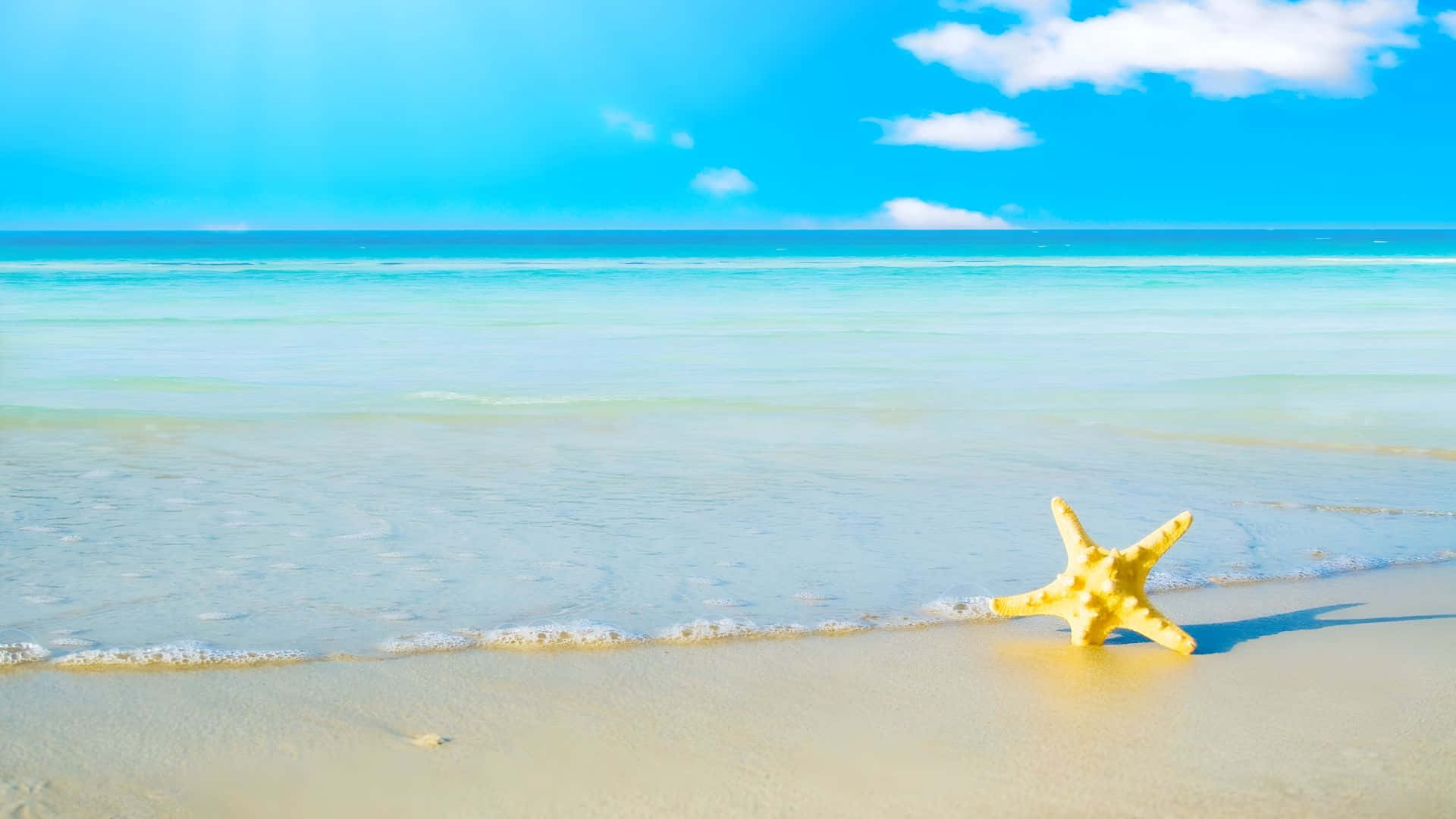 starfish, sunny beach, wet sand, Full HD Desktop Wallpaper