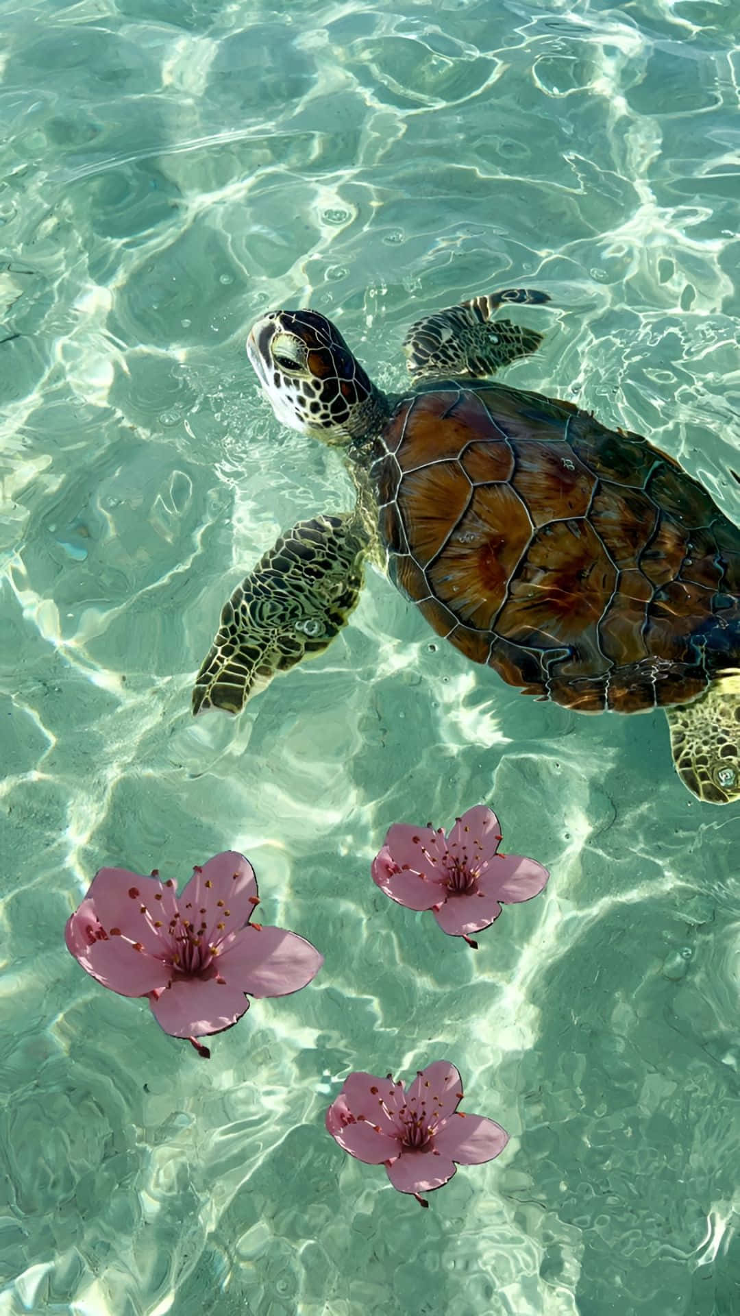 sea turtle, turquoise water, pink cherry blossoms, Full HD Phone Wallpaper