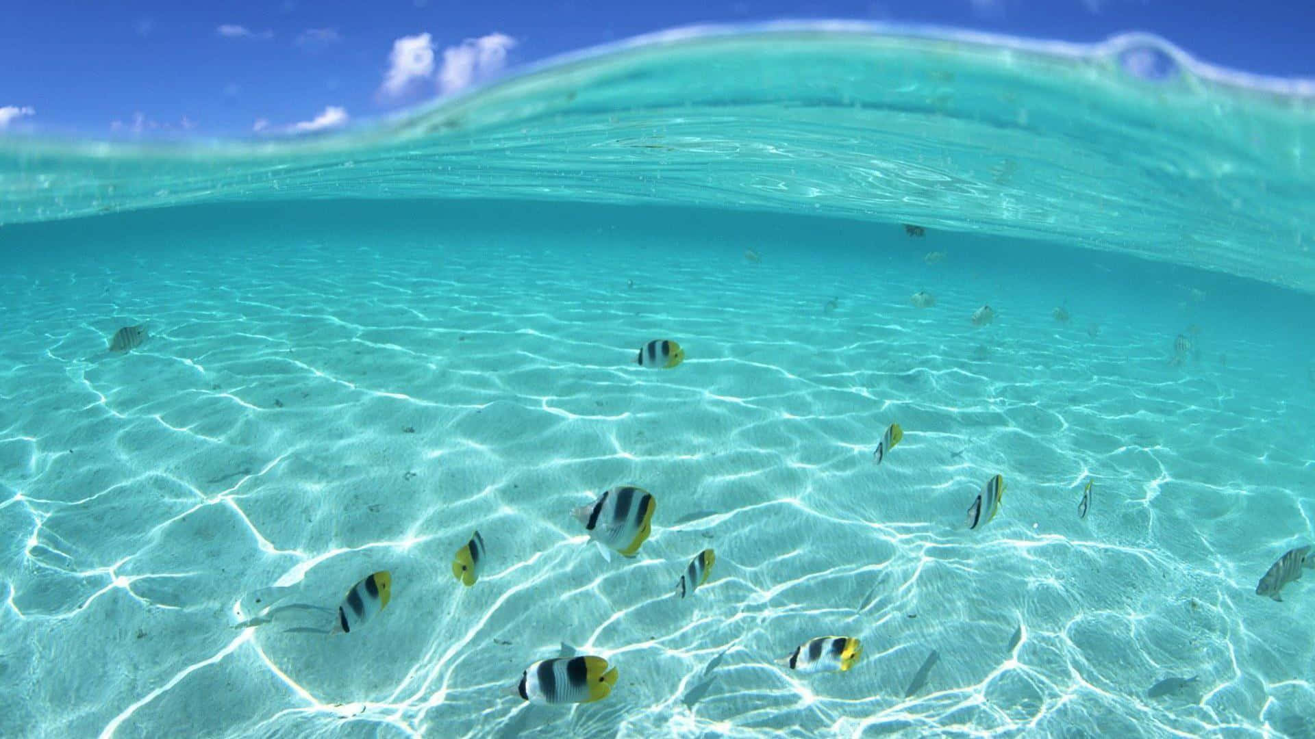turquoise ocean, sunlight patterns, colorful fish, Full HD Desktop Wallpaper