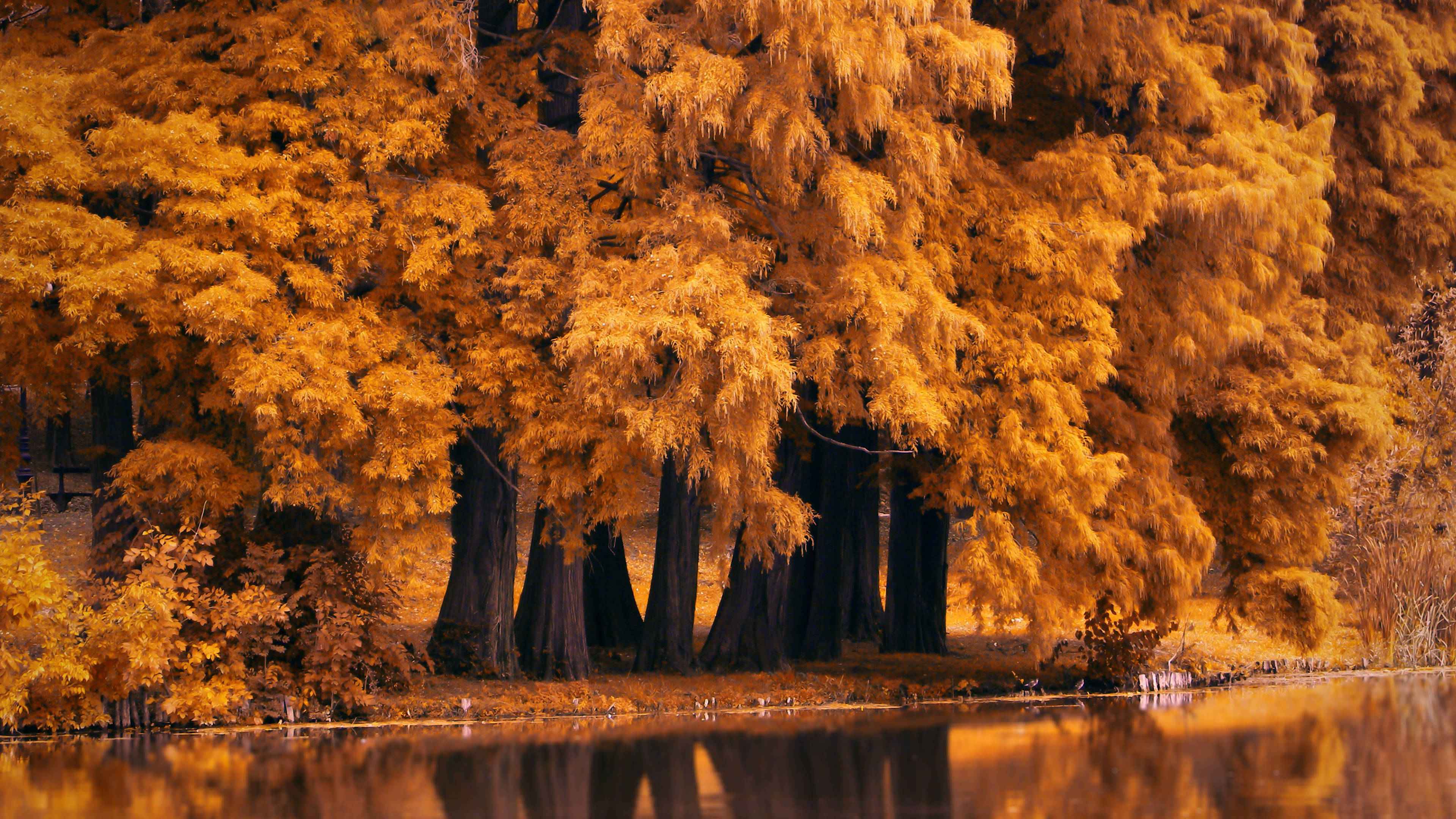 Golden autumn trees, cascading foliage, calm water, 4K Desktop Wallpaper