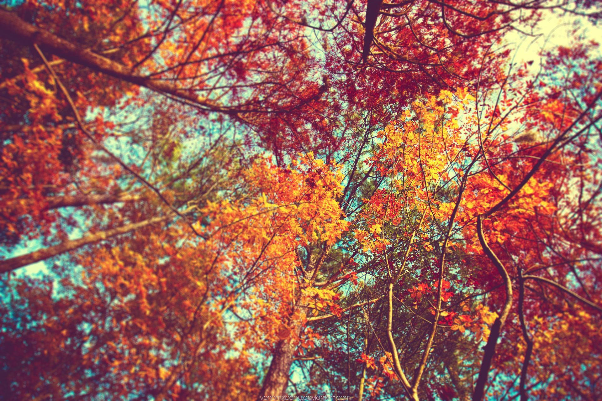Cute October, fiery reds, oranges, Full HD Desktop Wallpaper