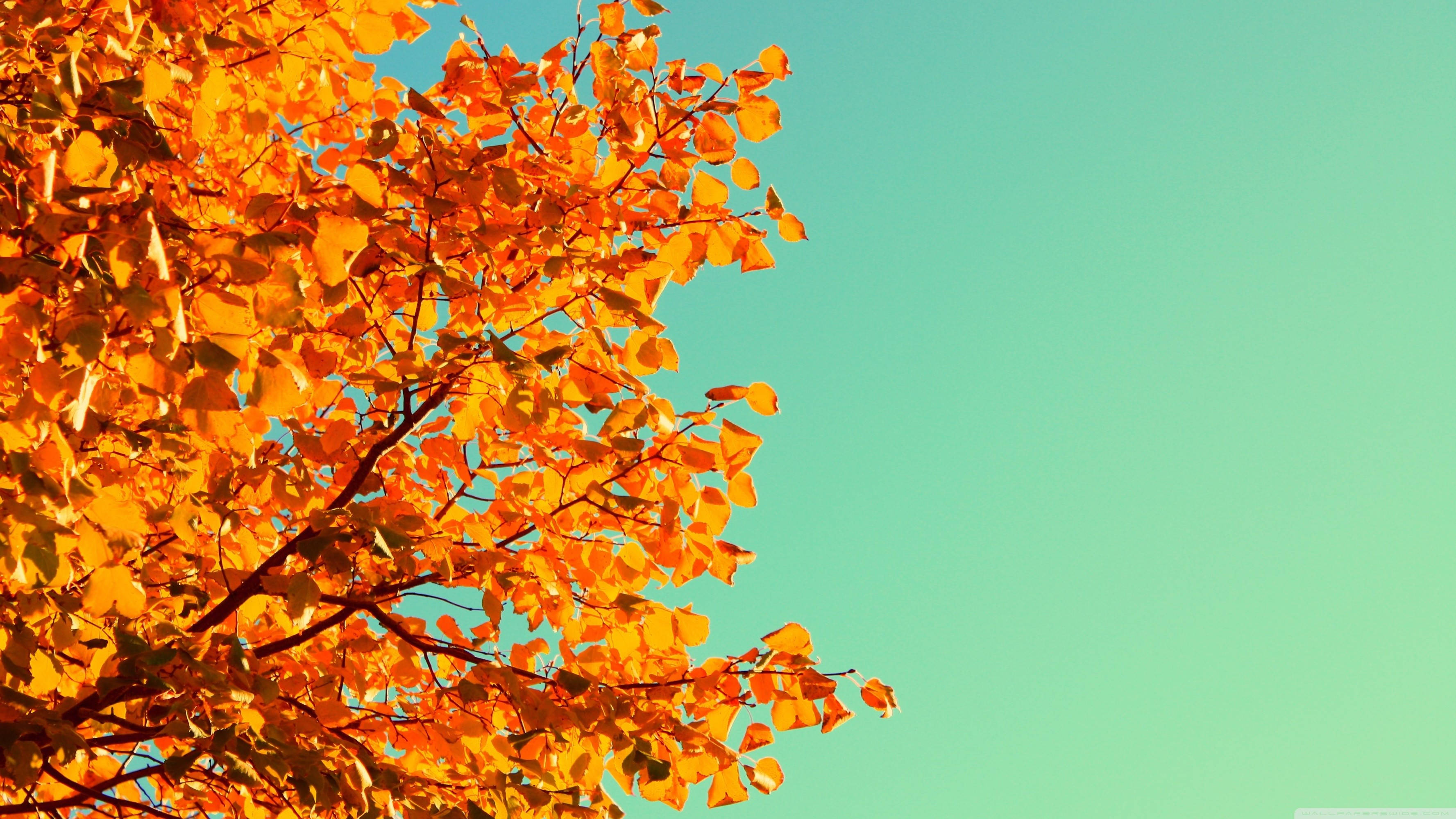 Cute October, orange autumn leaves, turquoise sky, 2K Desktop Wallpaper