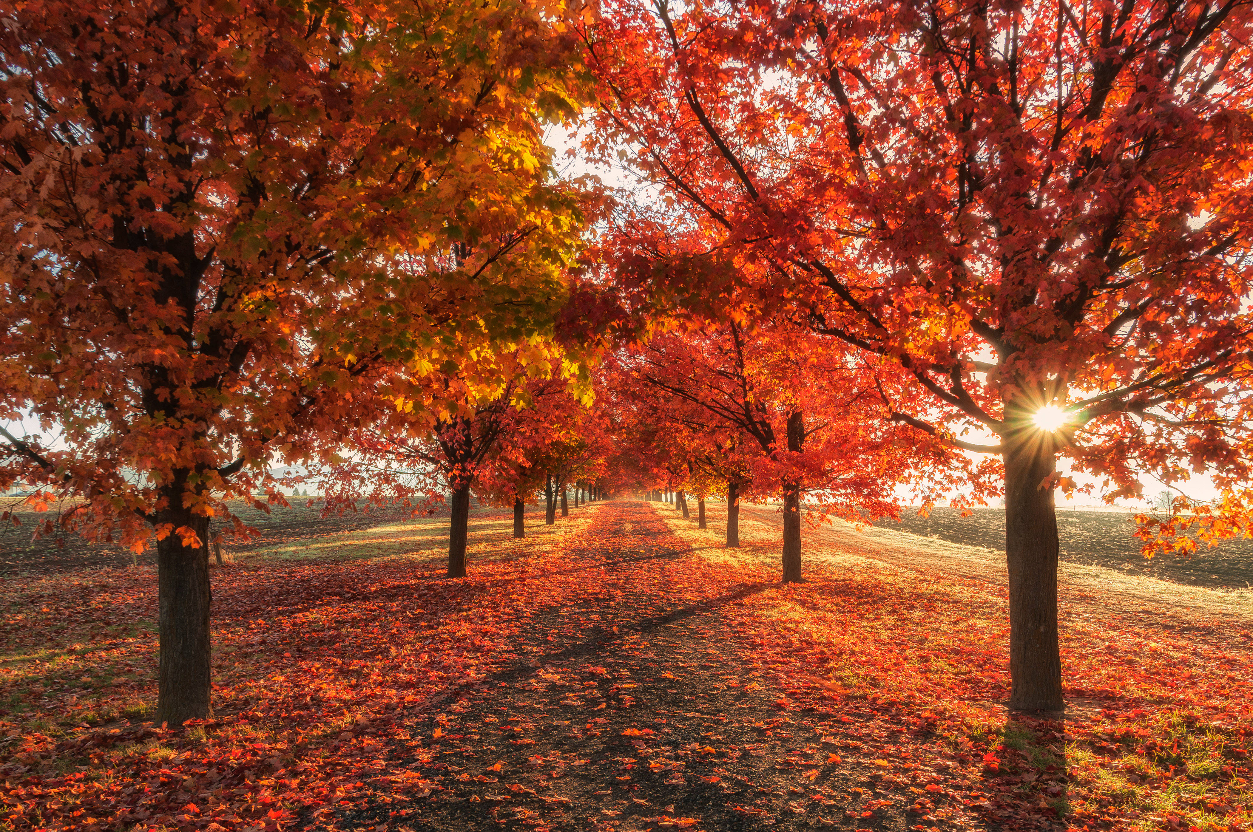 autumn, fiery red, orange maple trees, 4K Desktop Wallpaper