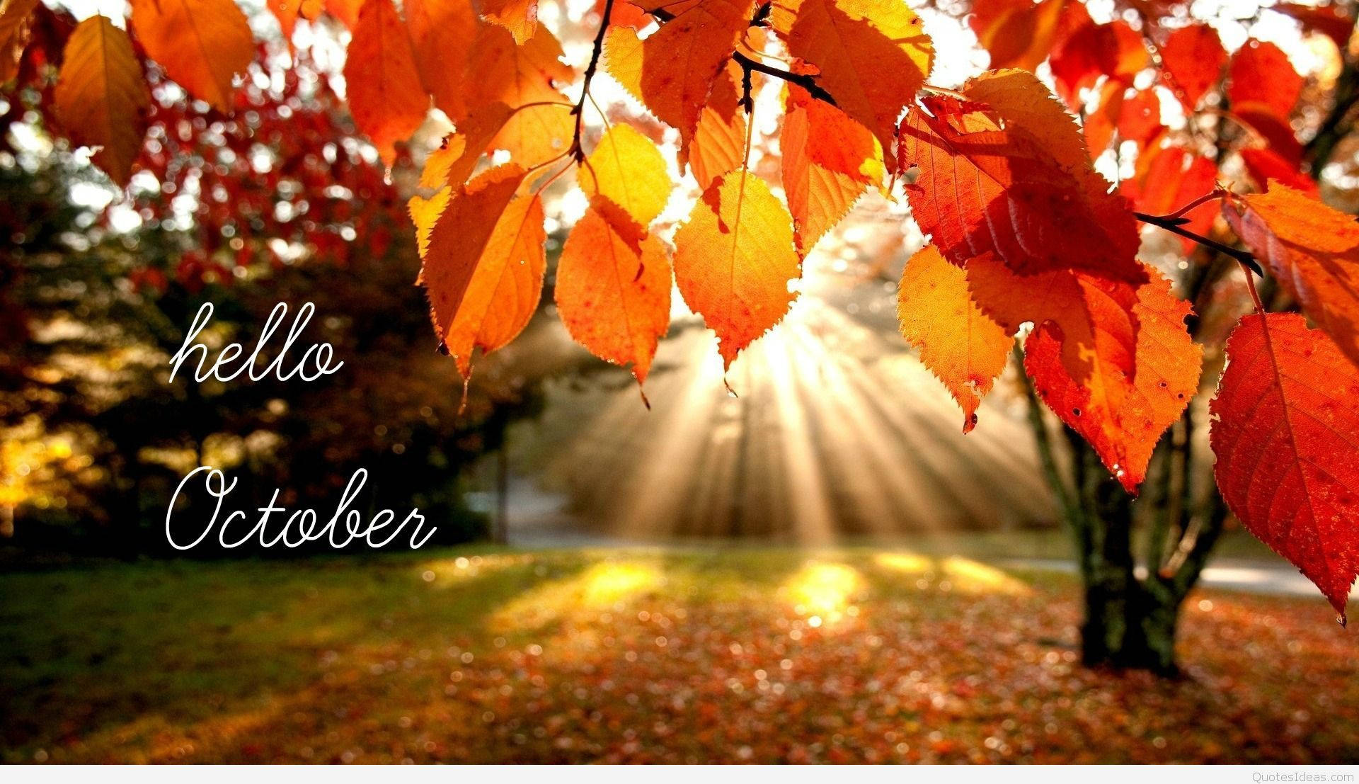 hello October, vibrant orange and red autumn leaves, sunlight beams, Full HD Desktop Wallpaper
