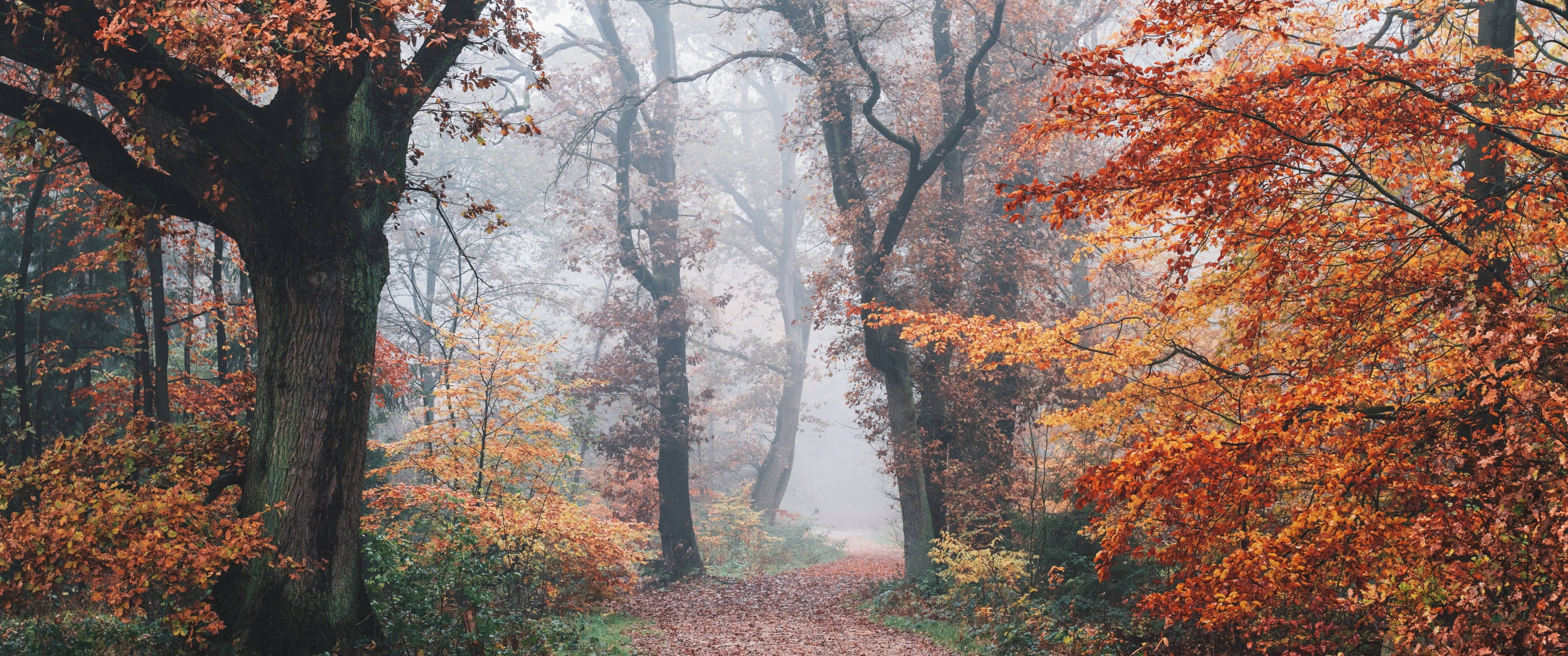 cozy month of October, misty autumn forest path, towering trees, 2K Desktop Wallpaper