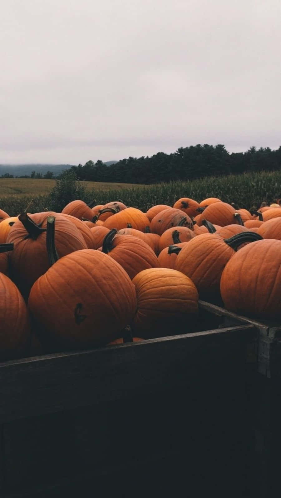rustic wooden crate, vibrant orange pumpkins, overcast sky, HD Phone Wallpaper