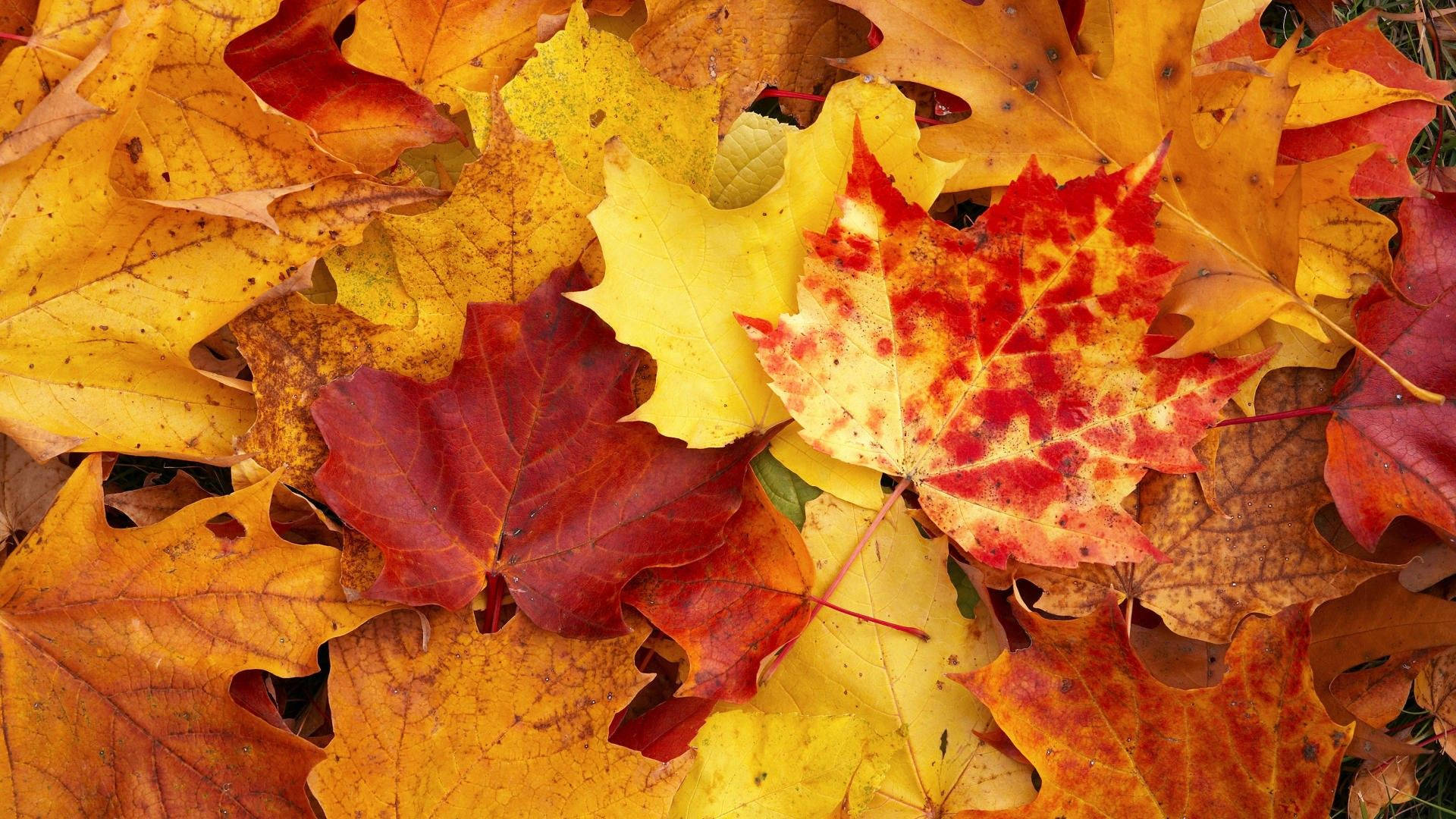 autumn maple leaves, fiery reds, yellows, Full HD Desktop Wallpaper