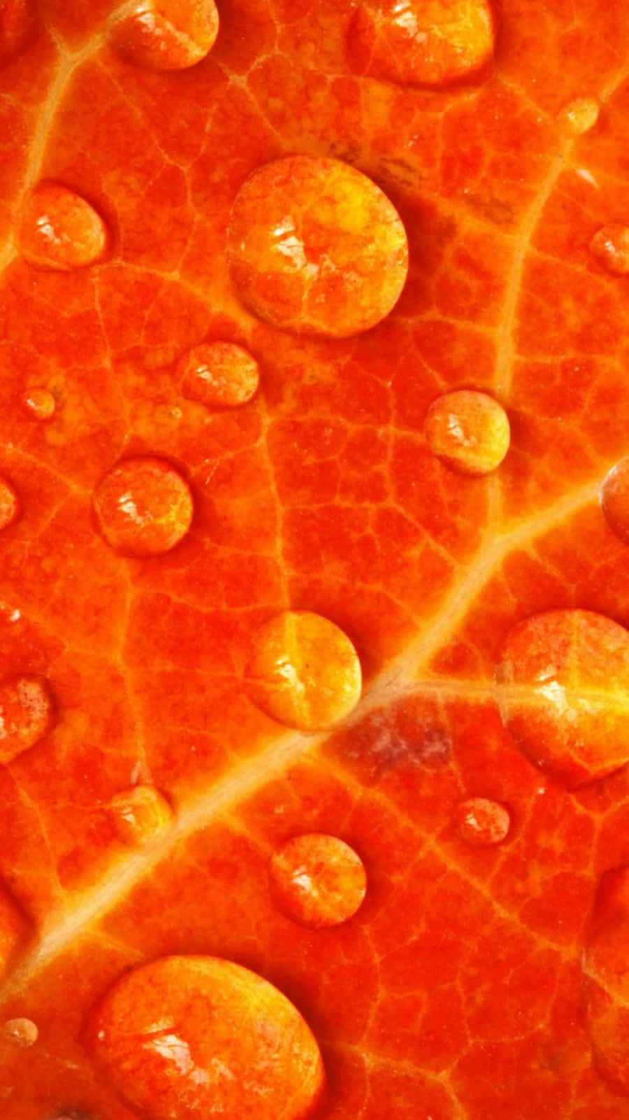 Cute Orange, vibrant orange leaf, water droplets, HD Phone Wallpaper