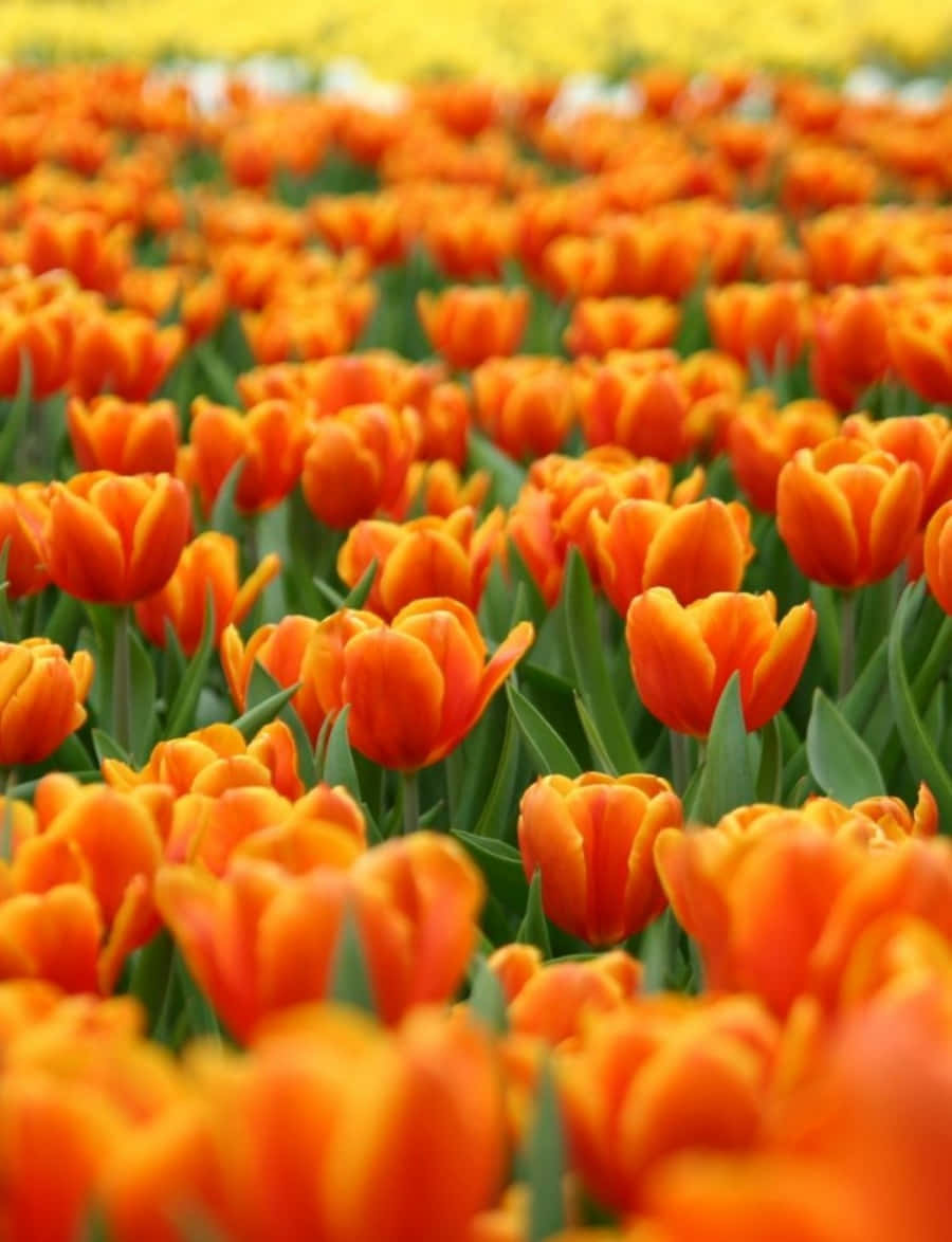 Cute Orange, vibrant orange tulips, dense field, SD Phone Wallpaper