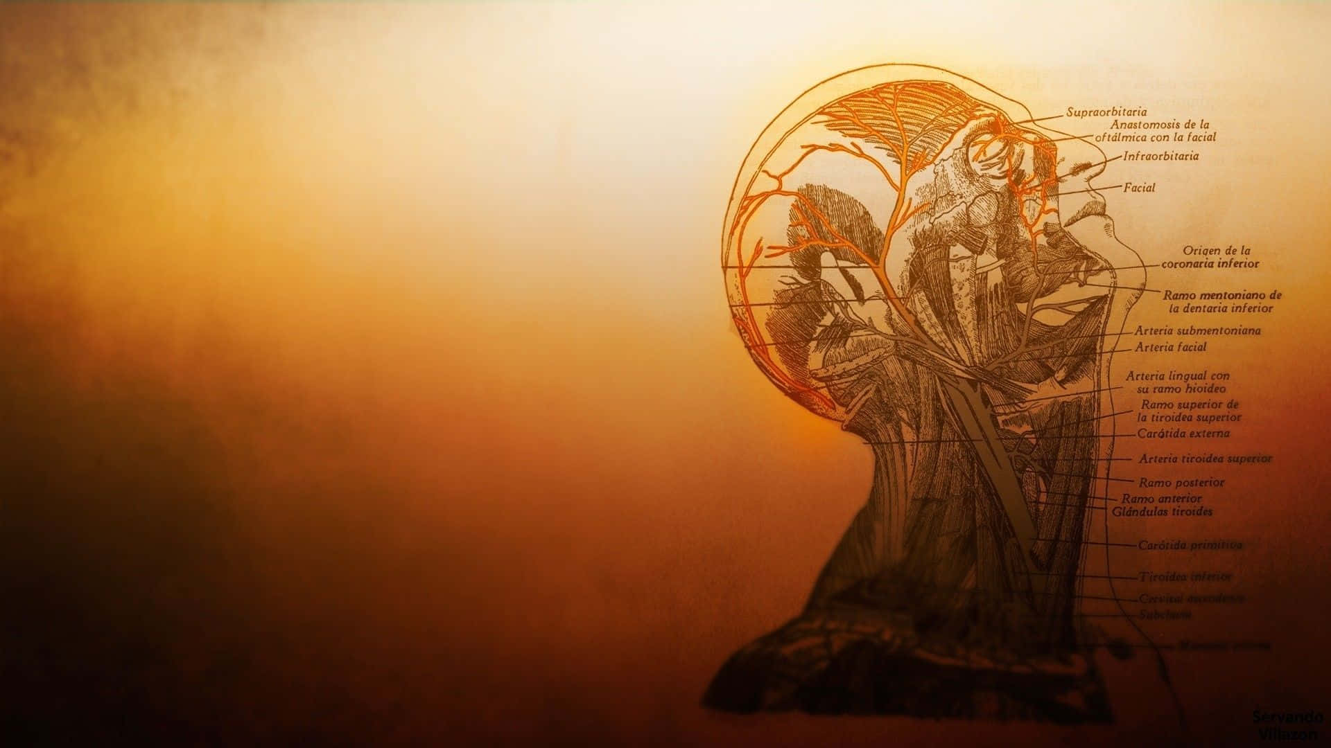 orange human anatomy, anatomical illustration, human head, Full HD Desktop Wallpaper