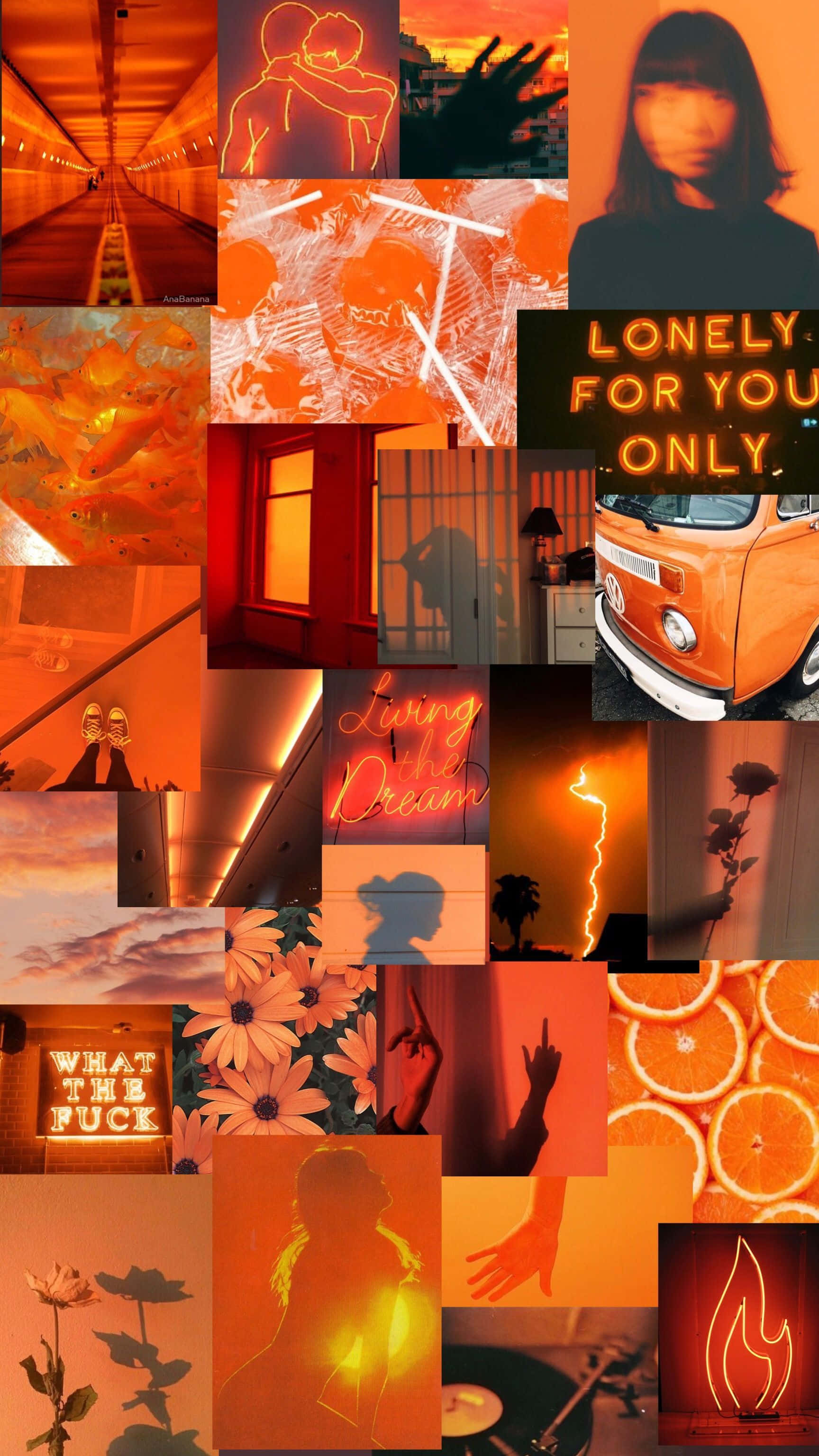orange aesthetic phone, neon signs, flowers, 2K Phone Wallpaper