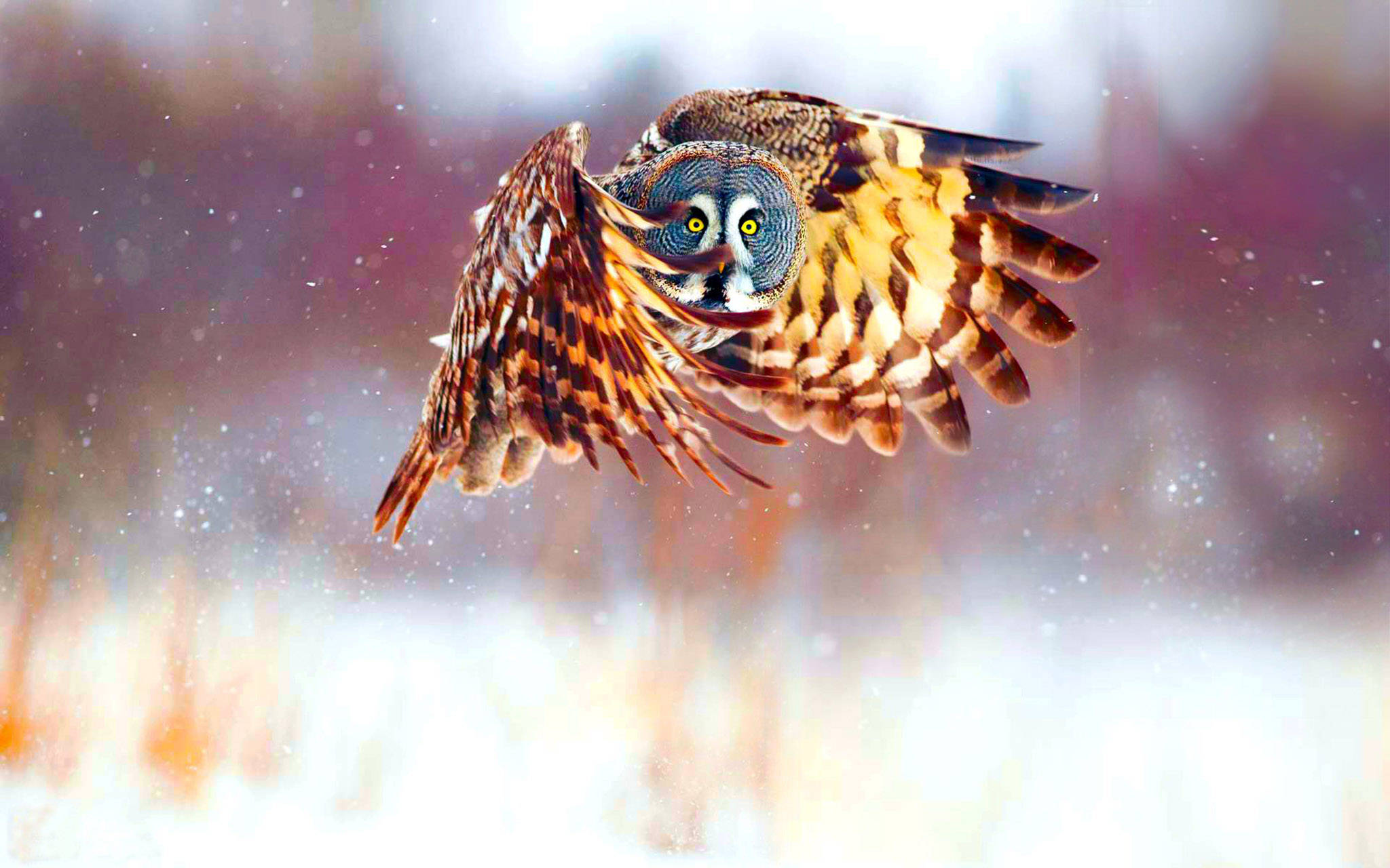 great grey owl, falling snow, soft blurred winter backdrop, Full HD Desktop Wallpaper