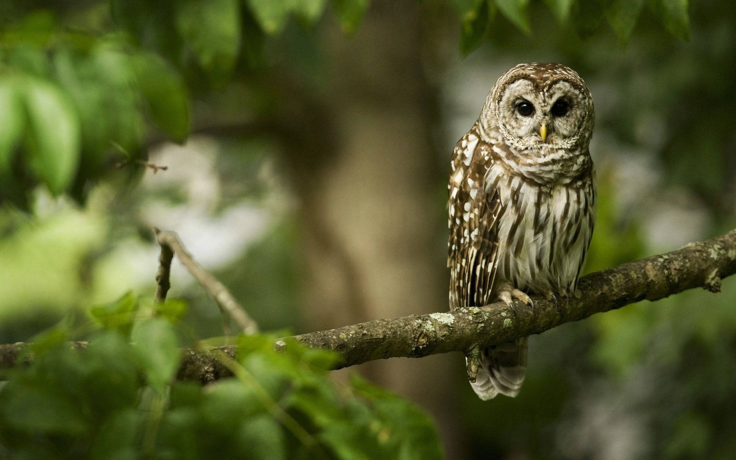 barred owl, mossy branch, lush green foliage, 2K Desktop Wallpaper